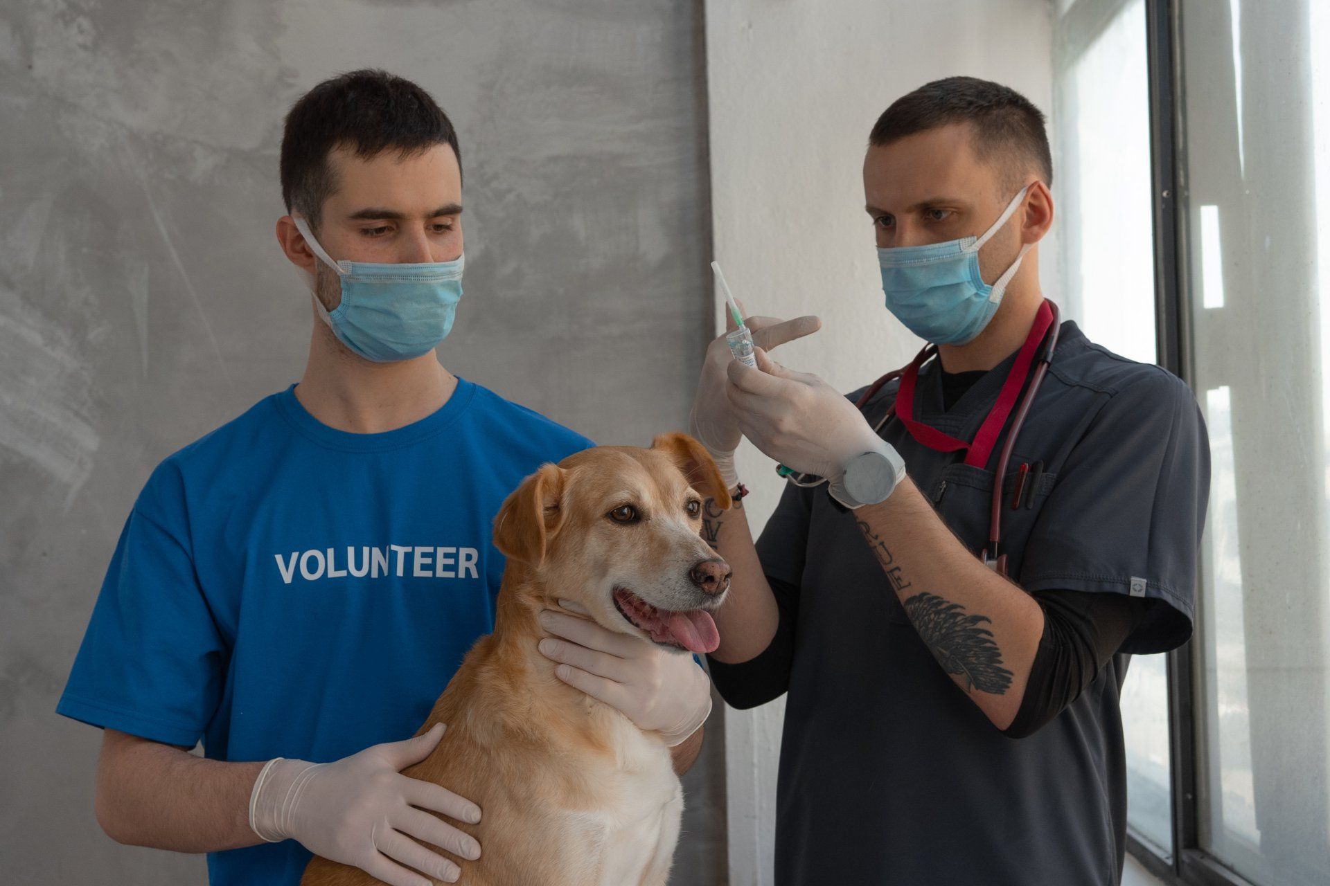 Dog getting a vaccine at the veterinarian