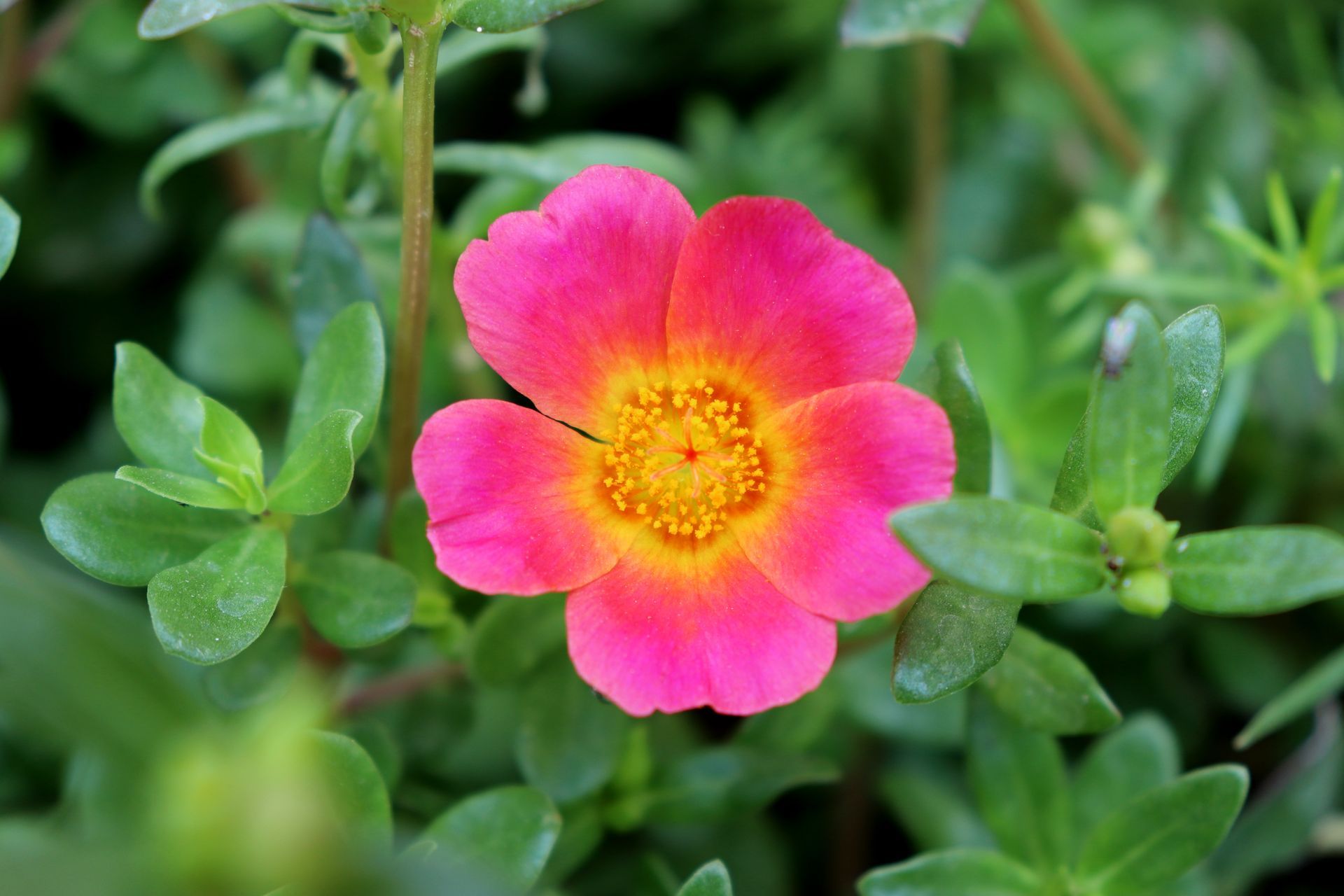 Purslane
