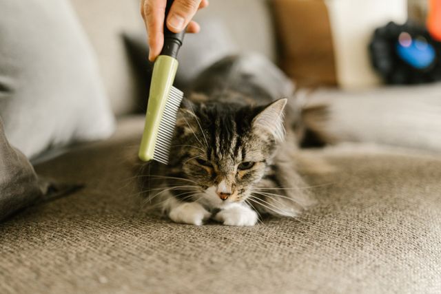 What are the Best Ways to Reduce Pet Hair in Indoor Air? Expert Tips