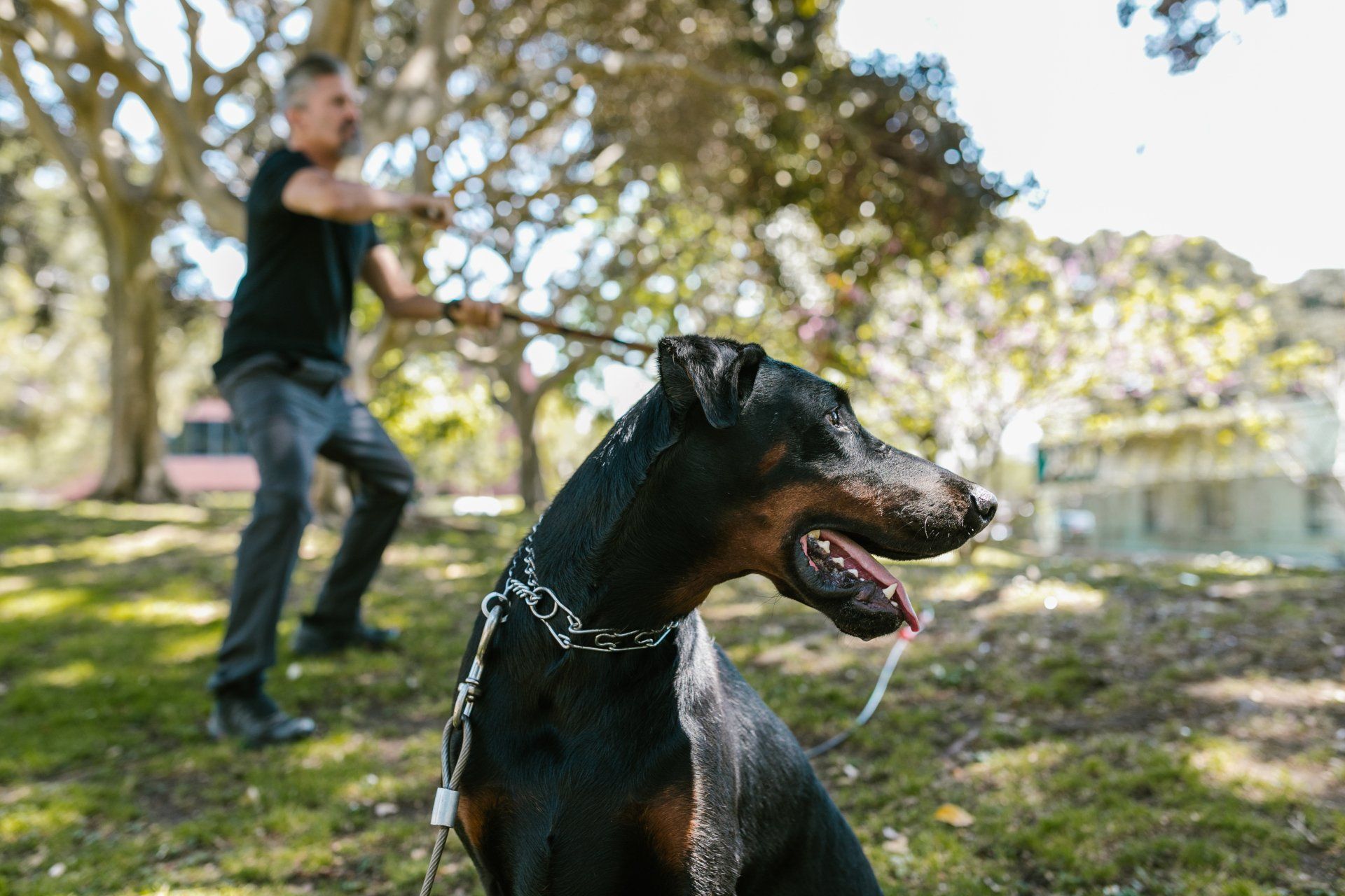 A man is walking a dog on a leash in a park.