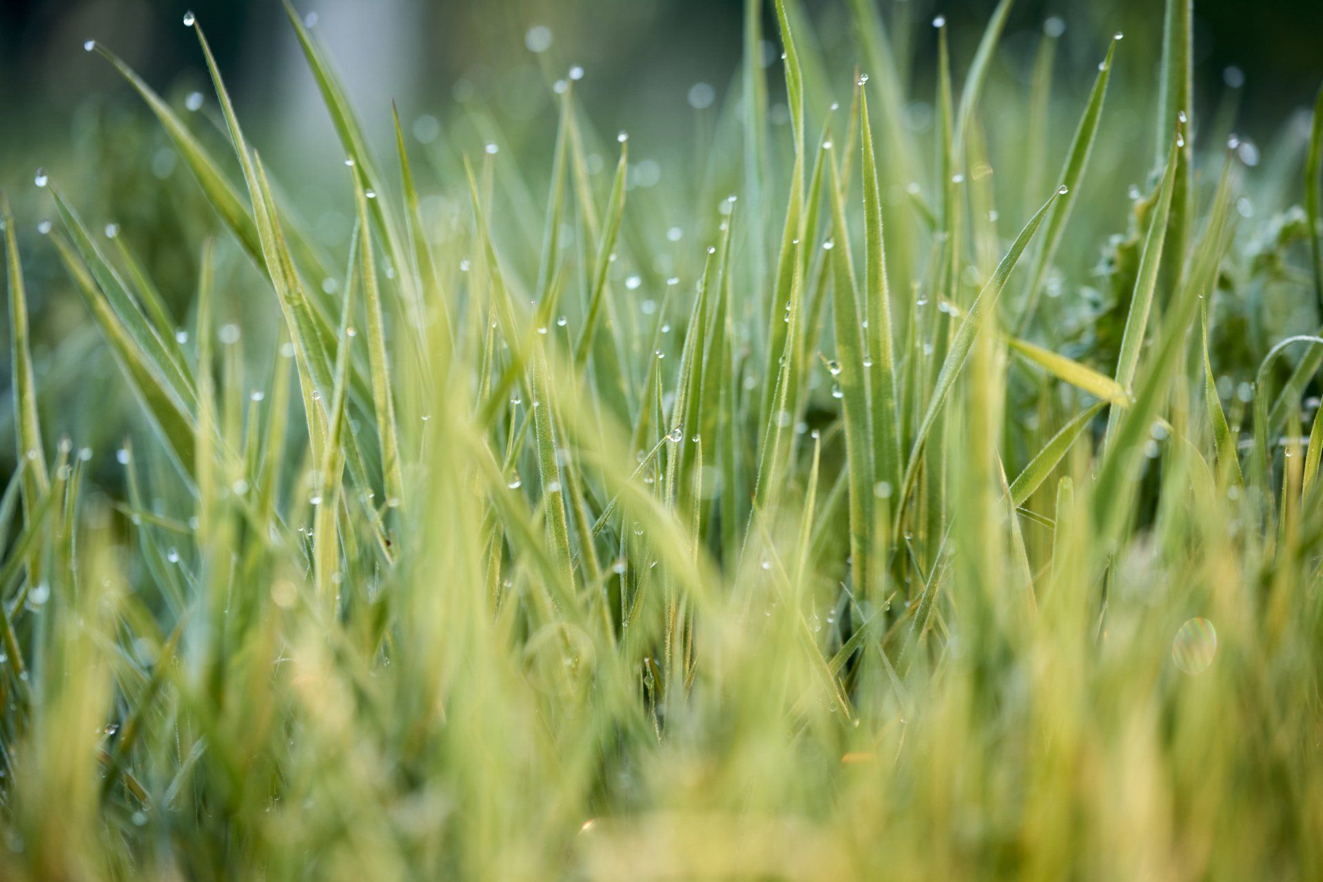 Your Trusted Lawn And Landscape