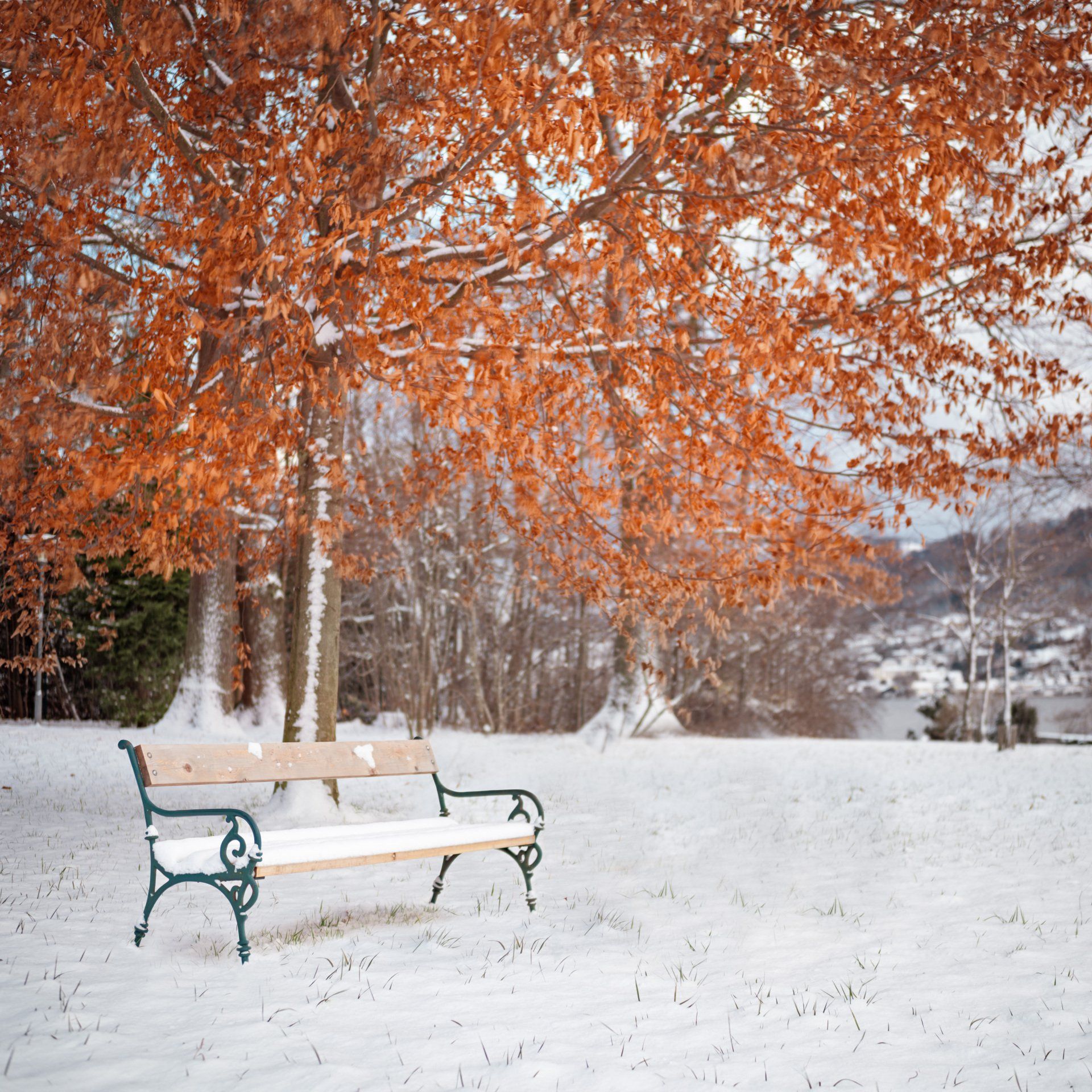 A snow-covered bench overlooks a snowy slope, with trees in the distance. A large red maple tree overhangs the bench. 