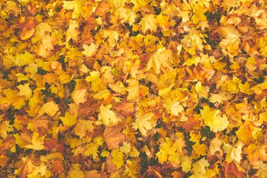 A pile of autumn leaves laying on the ground.