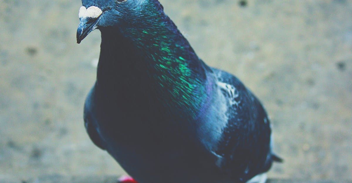 A close up of a pigeon sitting on the ground.
