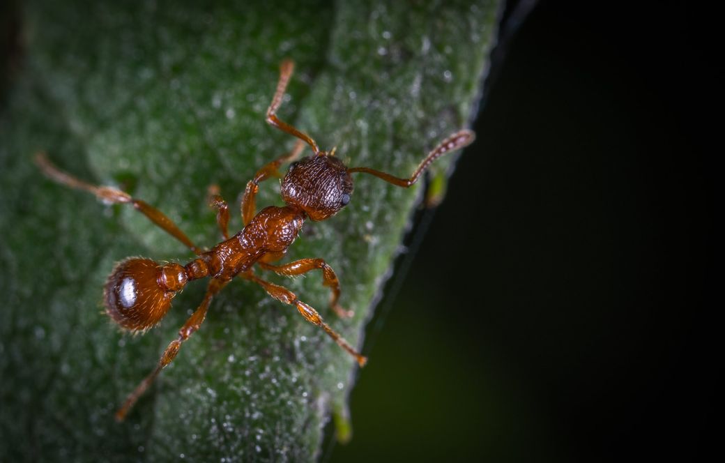 a close up of an ant on a green leaf