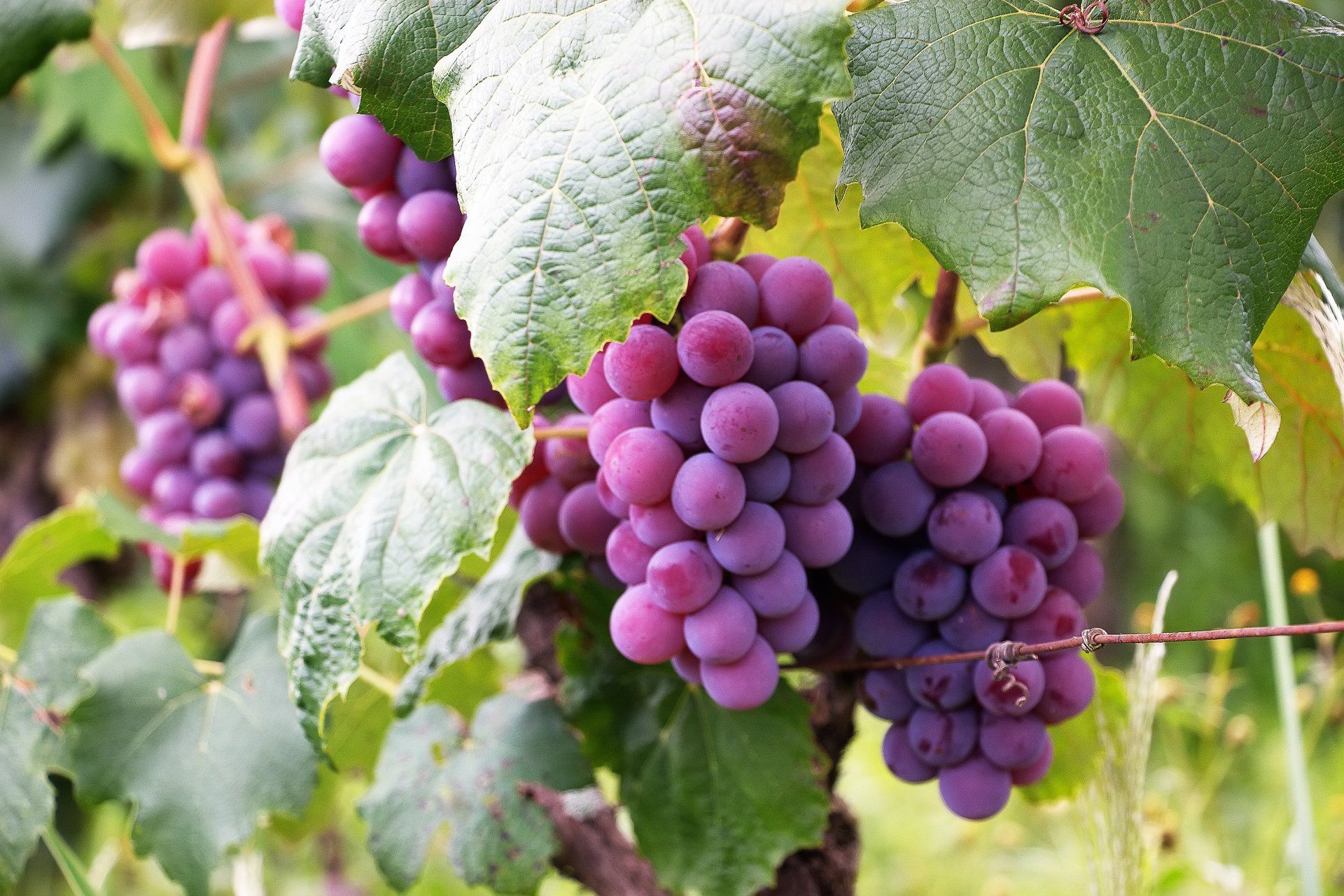 cluster-of-grapes-on-a-vine