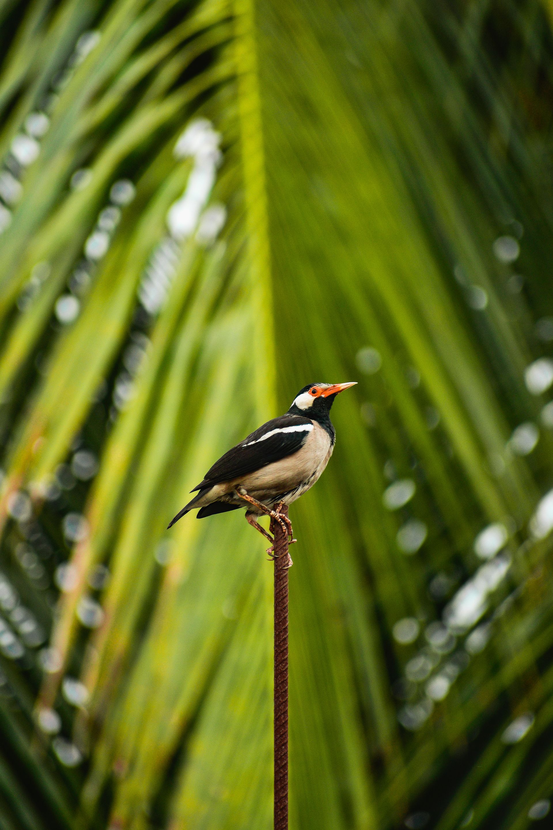 un oiseau perché sur une branche avec une feuille de palmier en arrière-plan