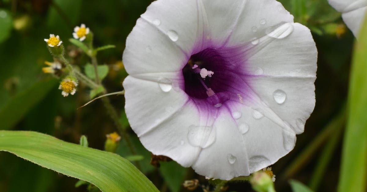 Bring Back Eden installs sweet potato as a Flordia Food Forest ground cover.