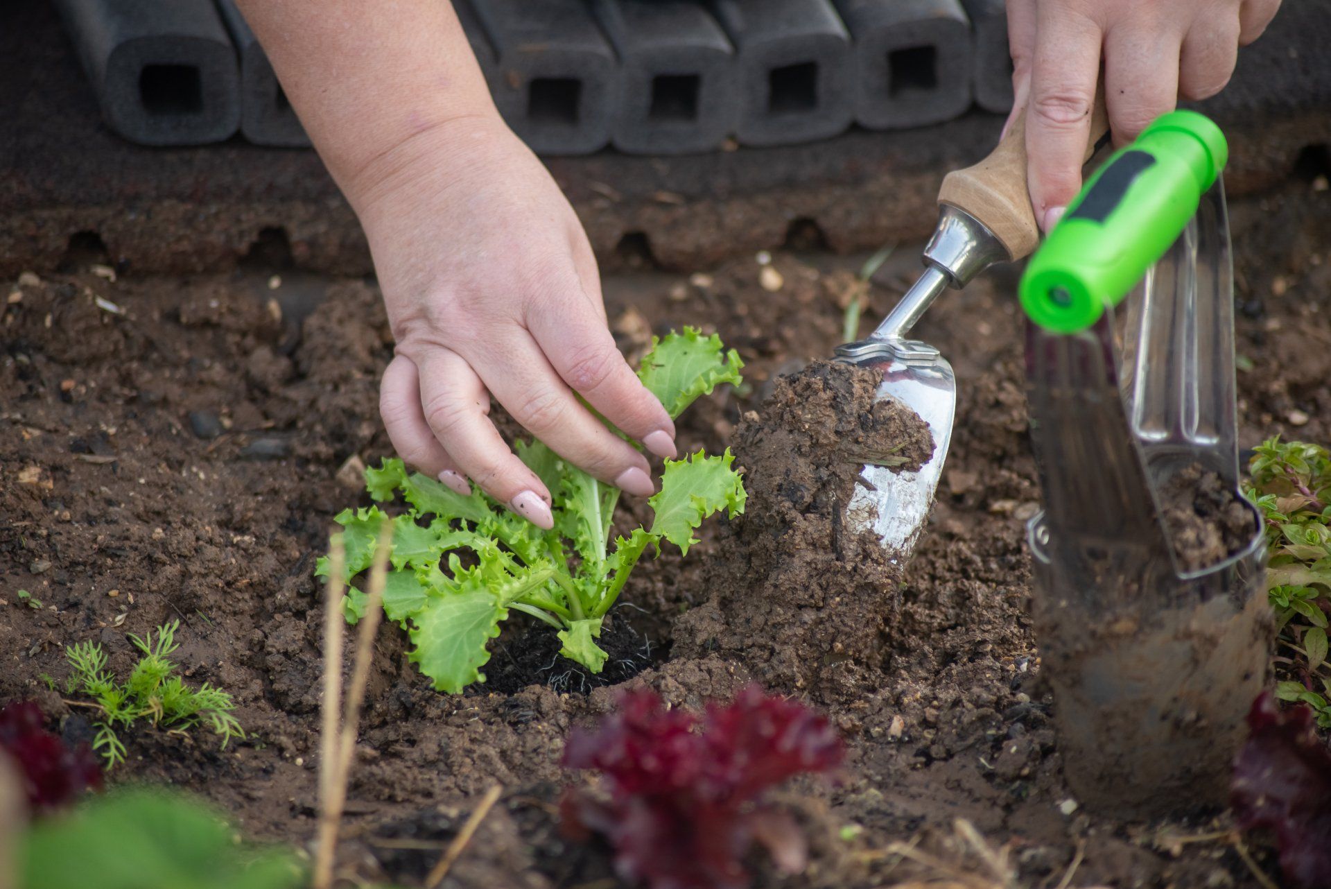 A person is planting lettuce in a garden with a shovel.