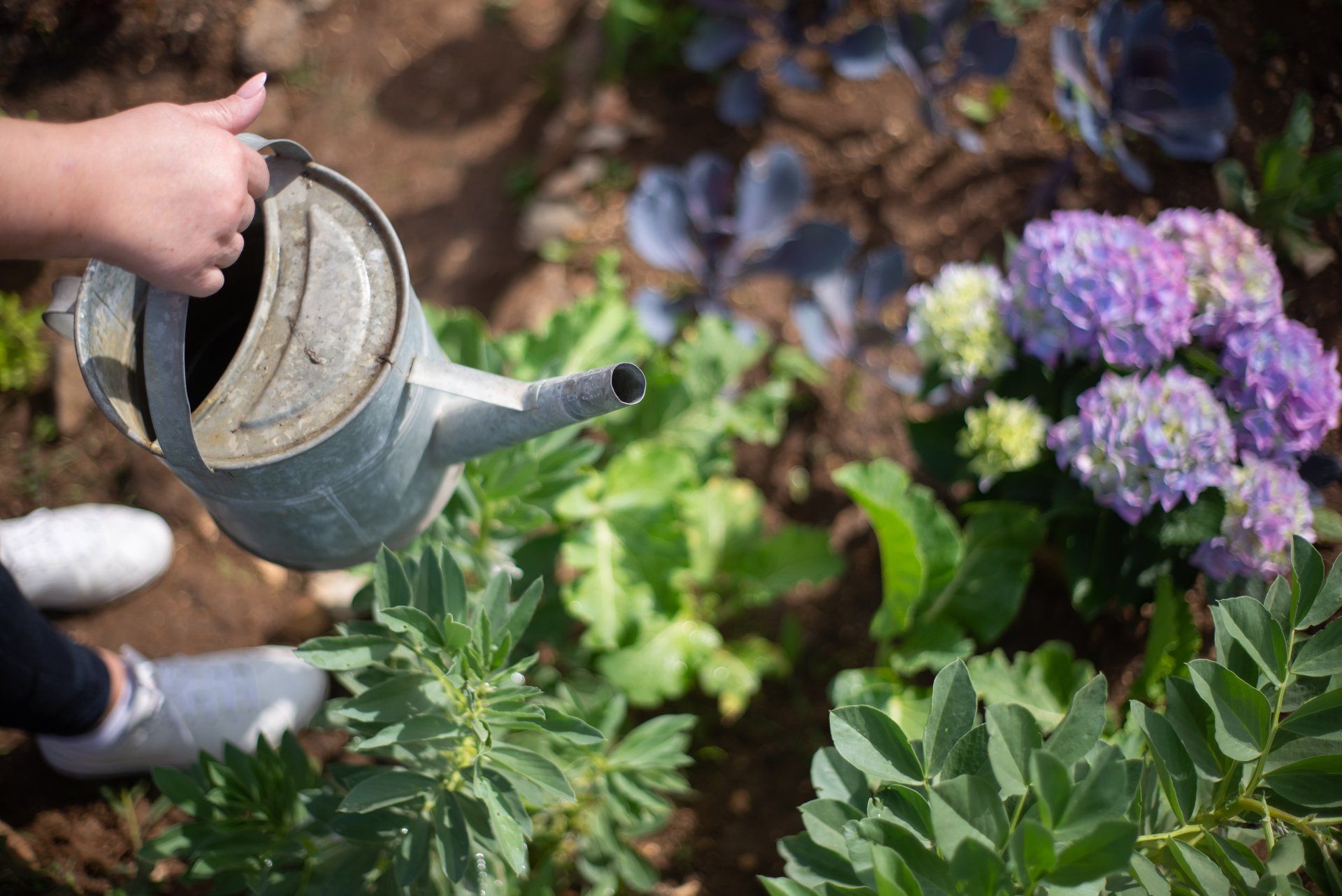 watering plants