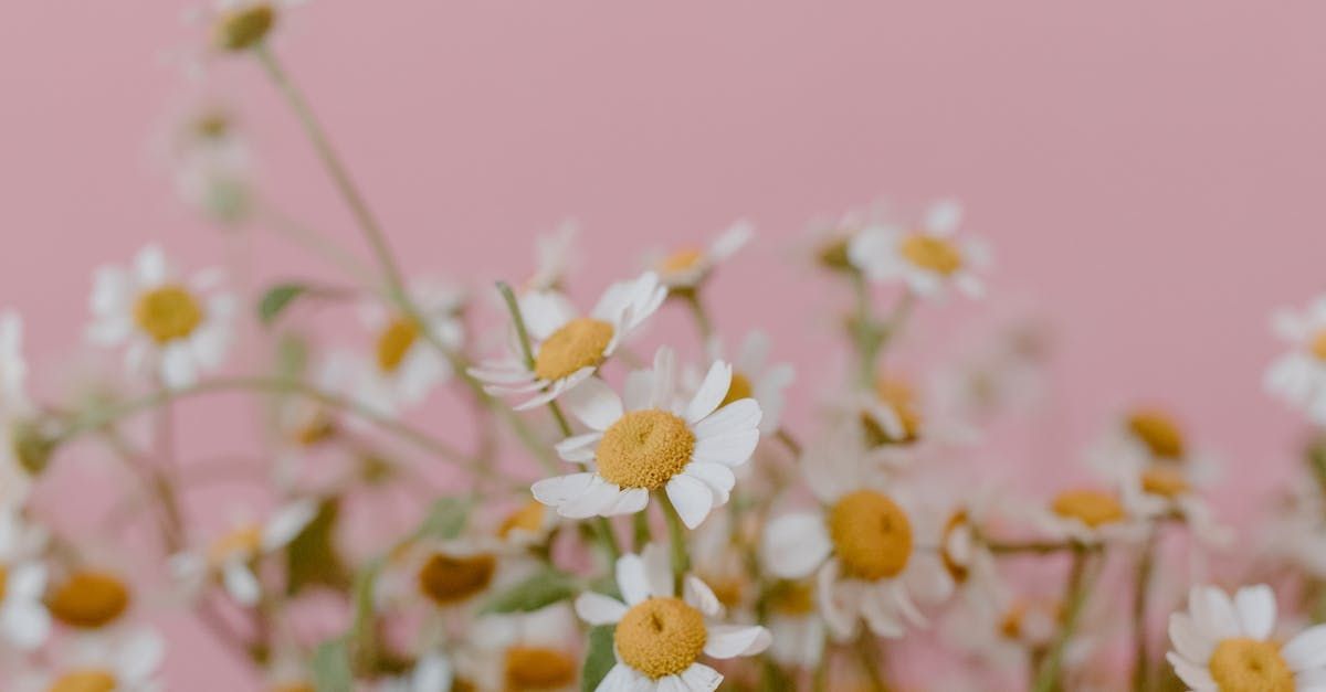 White and Yellow Chamomile