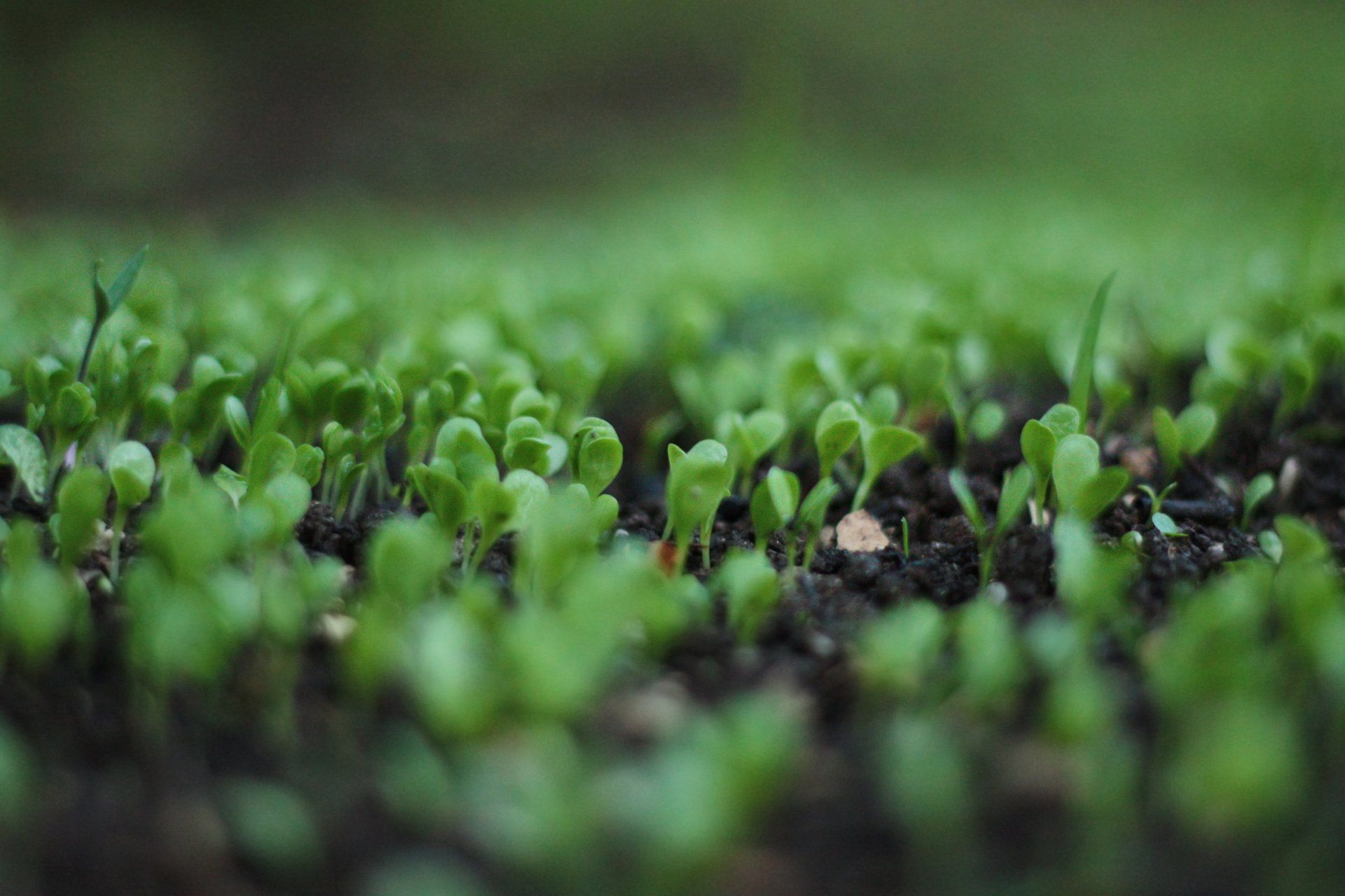A close up of a field of green plants growing out of the ground.