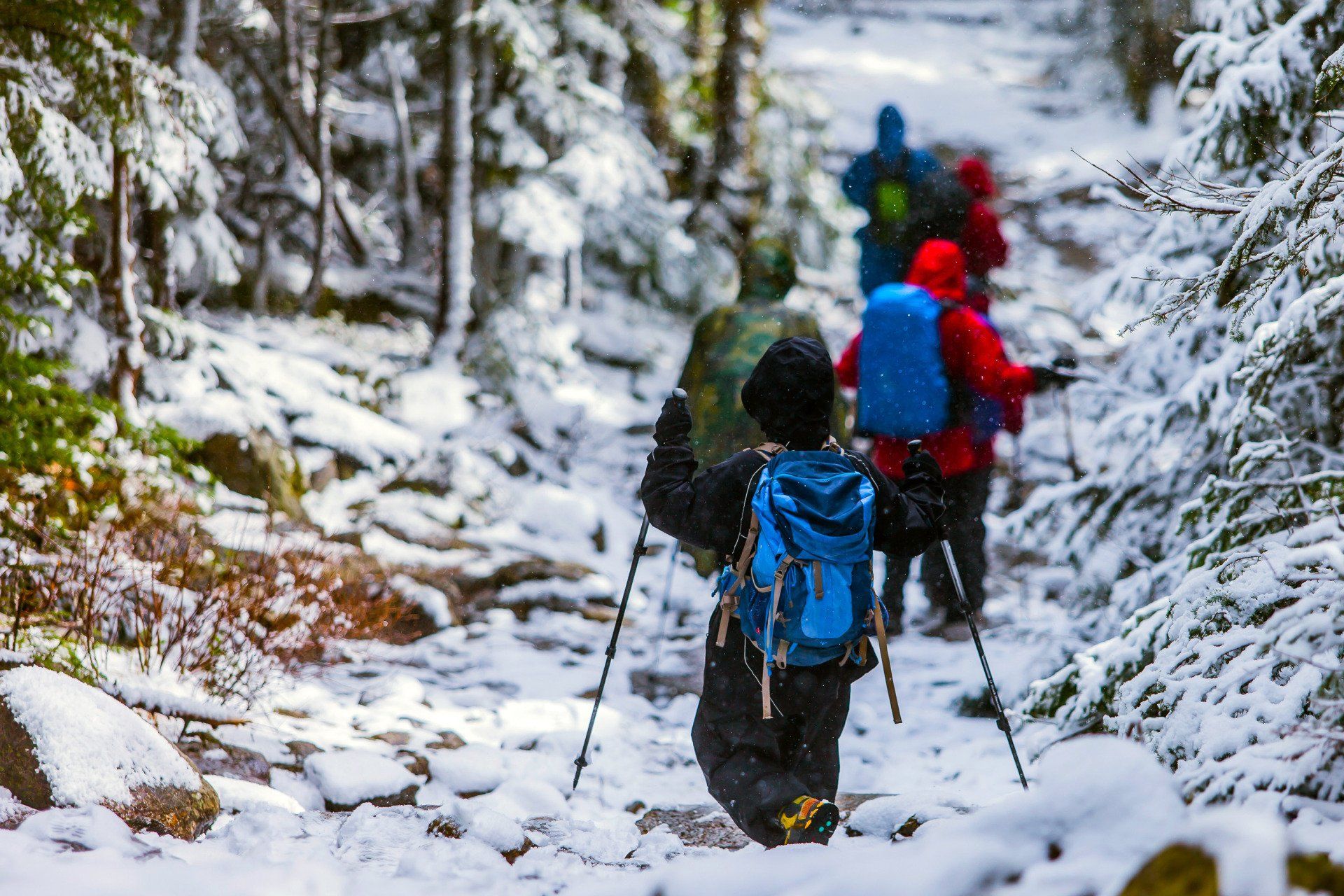 A group of people are hiking through a snowy forest.