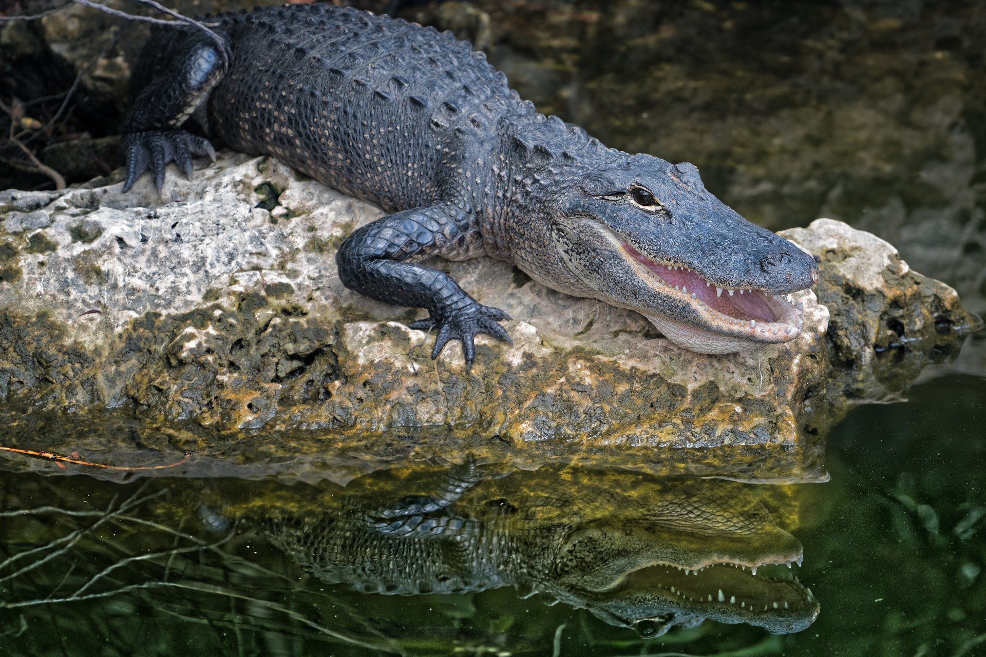 adult american alligator on a rock