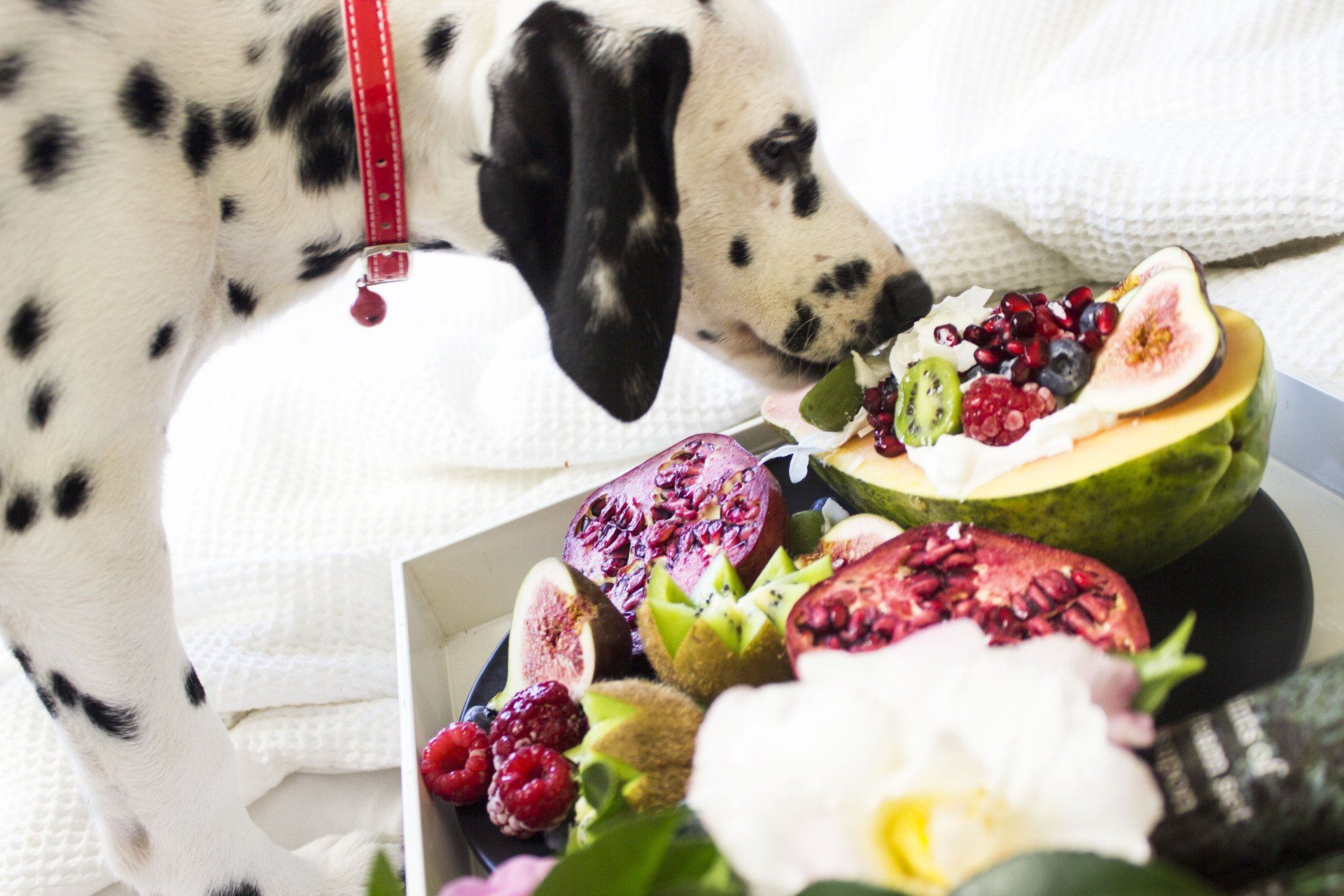 Raw diet for dogs