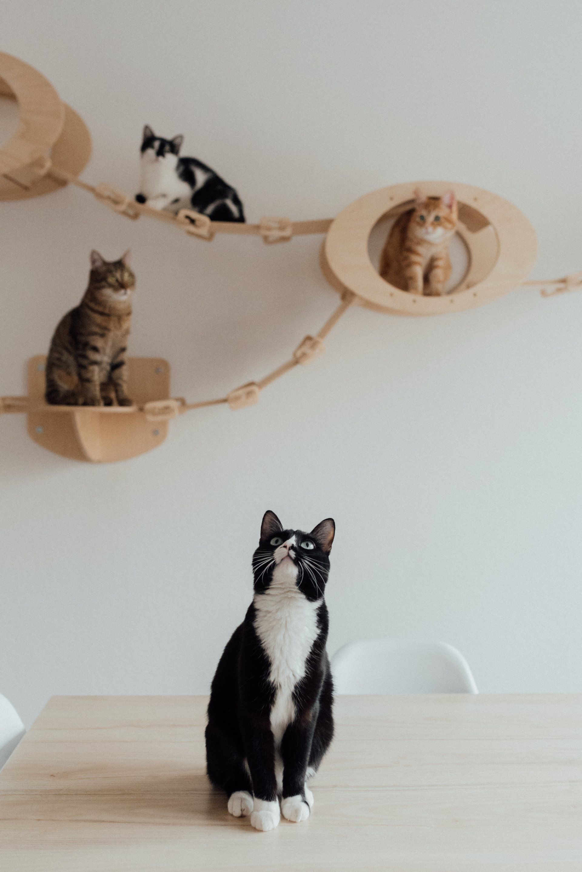 a dog and a cat are sitting on top of each other on a white background .