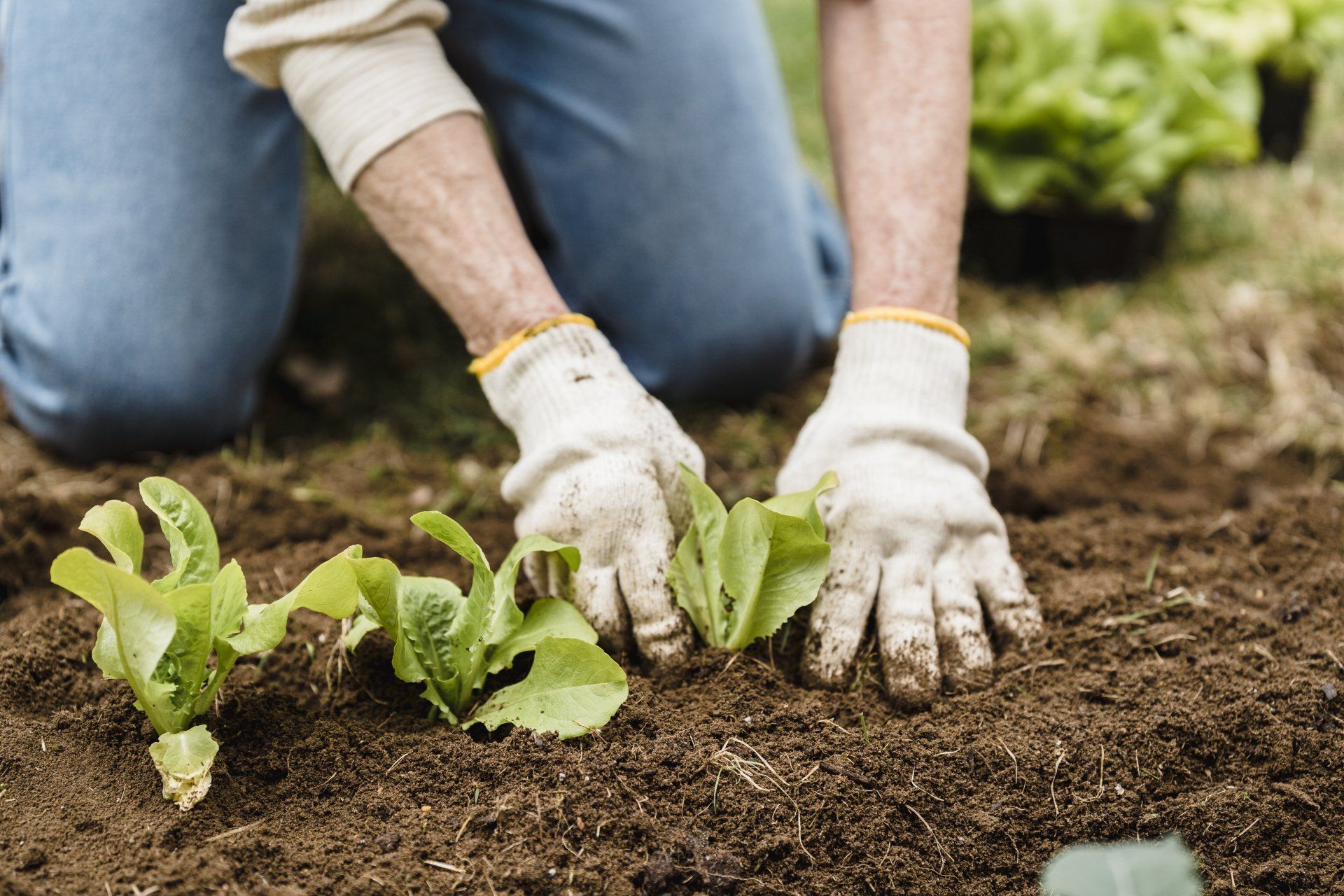 The Benefits of Professional Garden Care Services