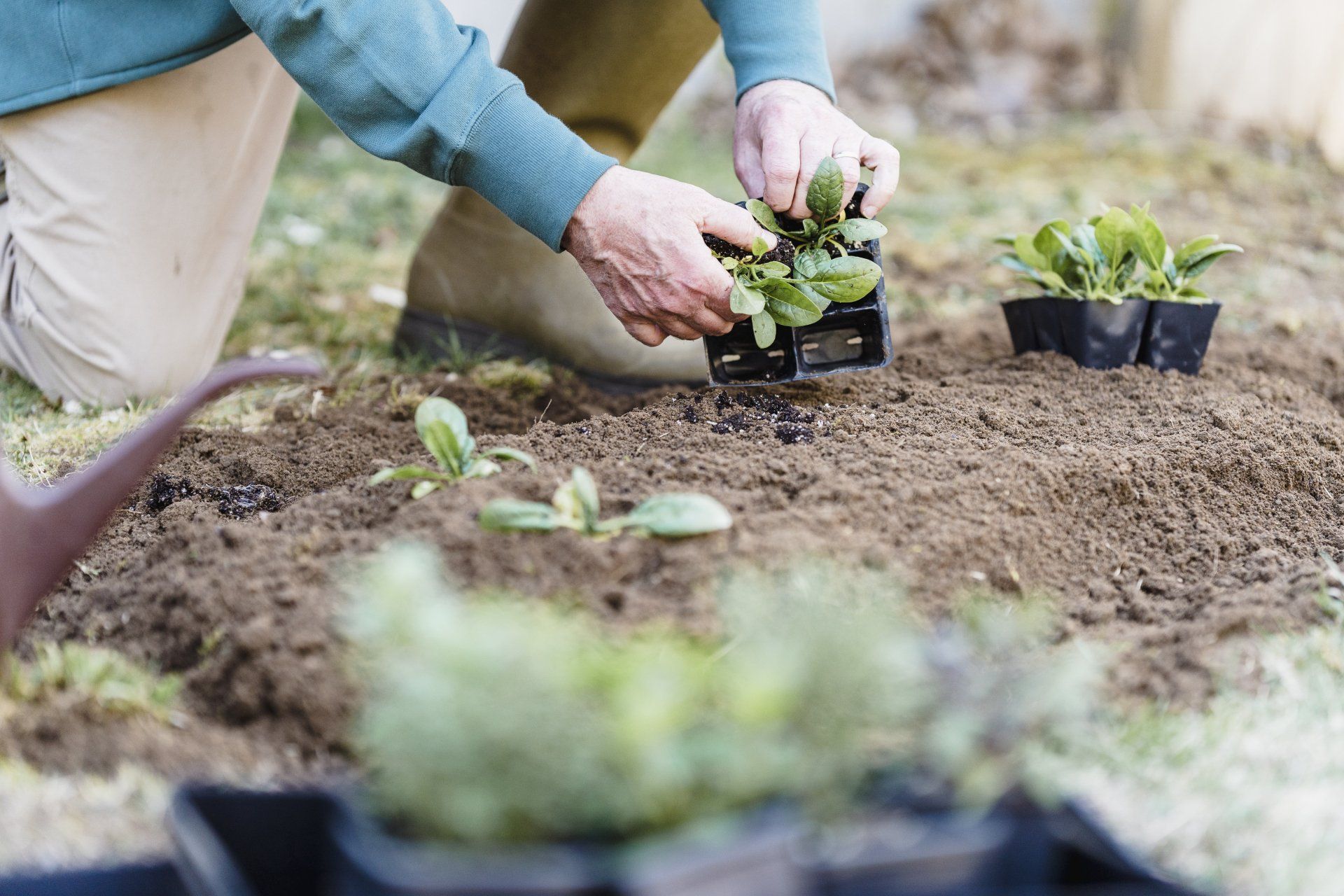 A person is planting plants in a garden.