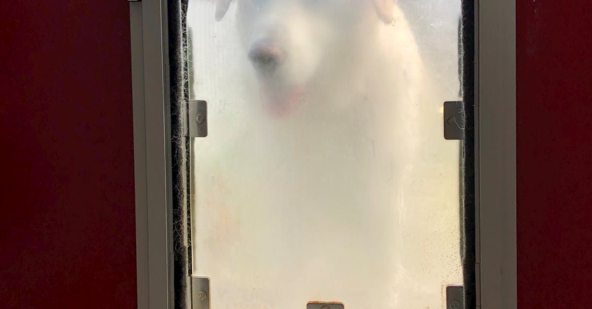 dog door installation