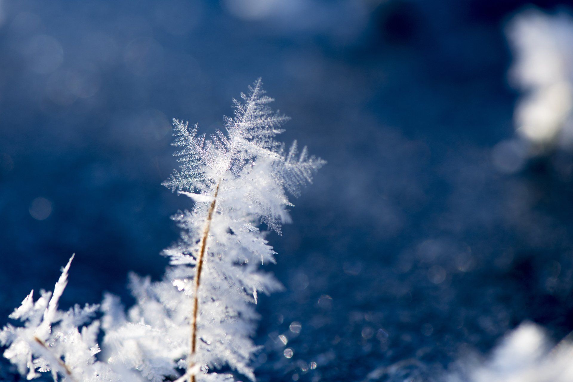 frost, much like the frost forming on lawns in Wendell, NC