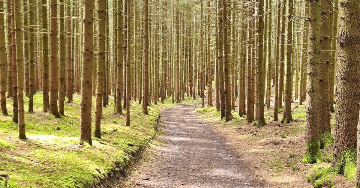 ein Feldweg mitten in einem Kiefernwald.
