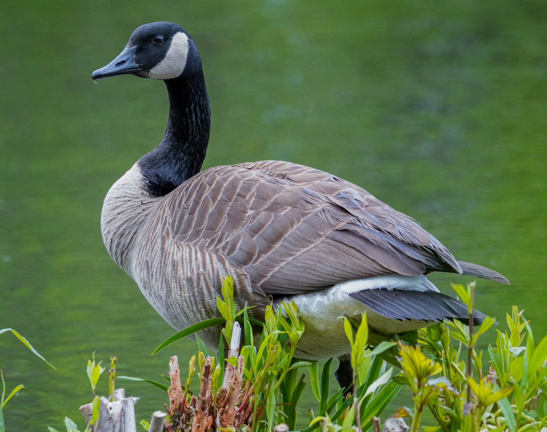 Safety: Stay Safe Around Canada Geese