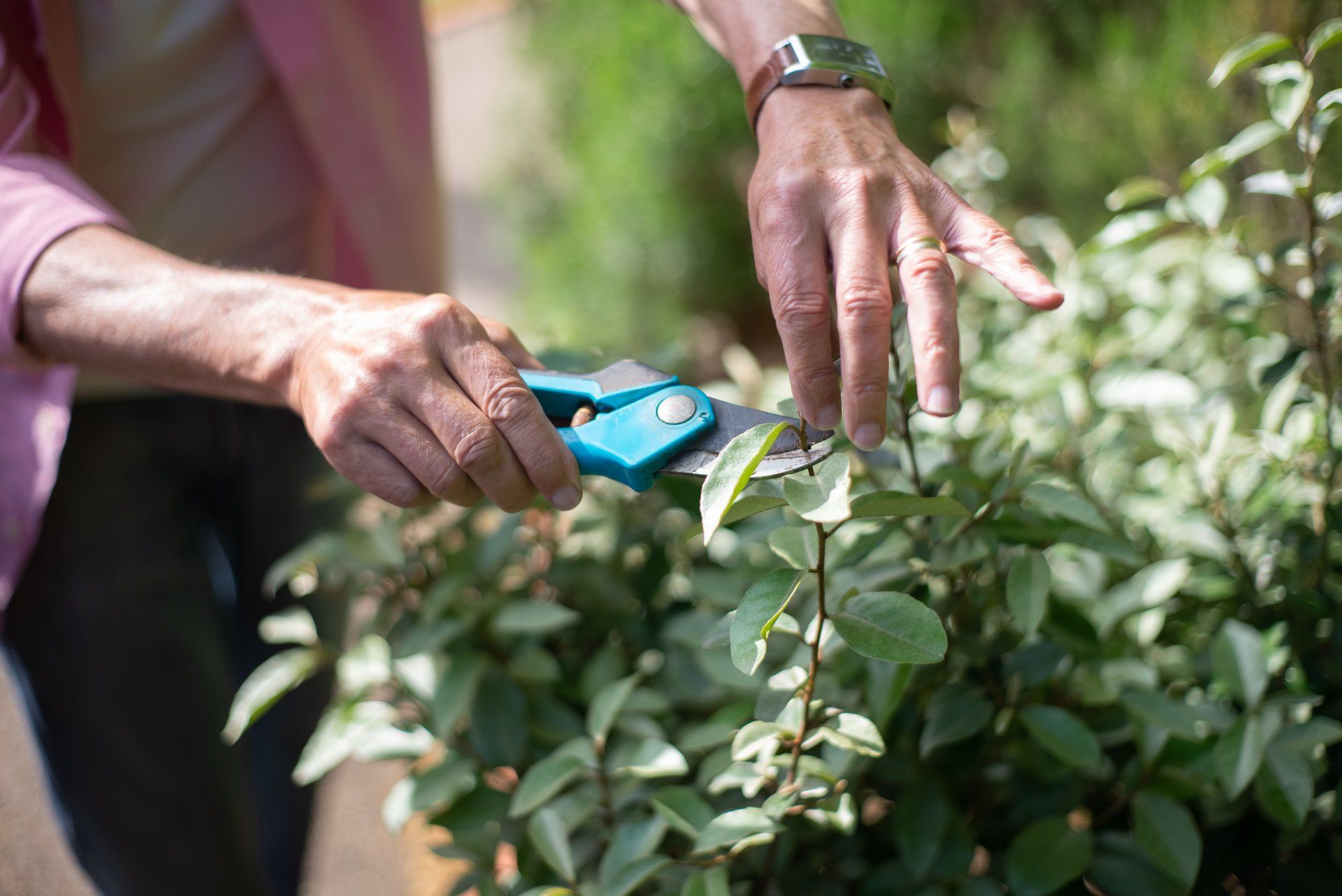 A woman is cutting a plant with a pair of scissors.