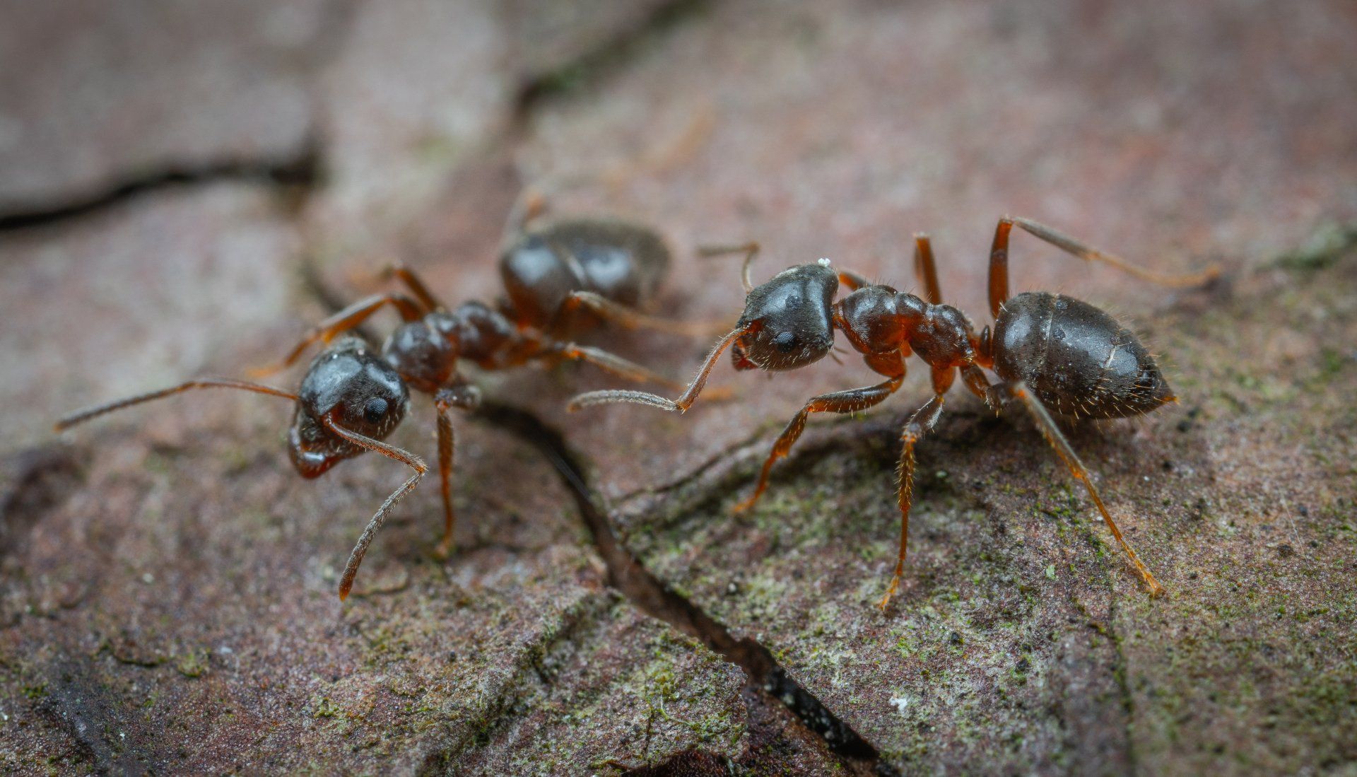 ants at a home in Calvert County MD