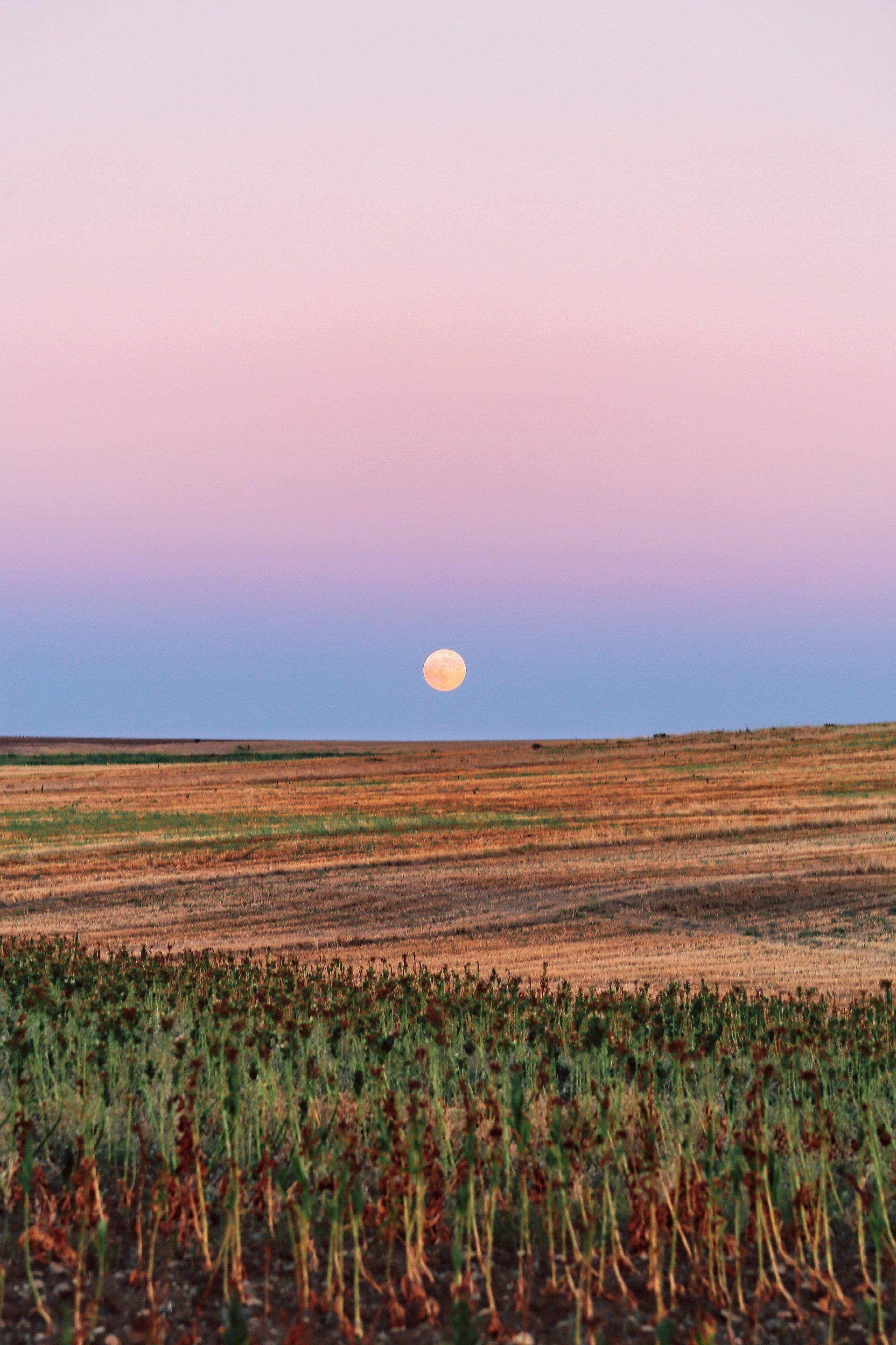 Full Pink Moon in Libra by Sue Cartwright, Spiral Leaf
