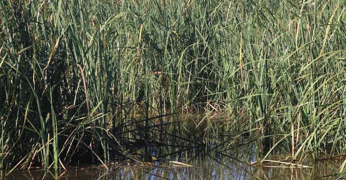 Marsh looking grass from serious overwatering