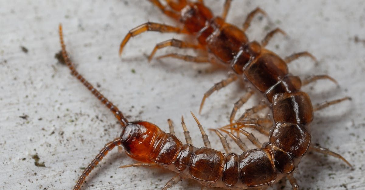 A close up of a centipede on a white surface.