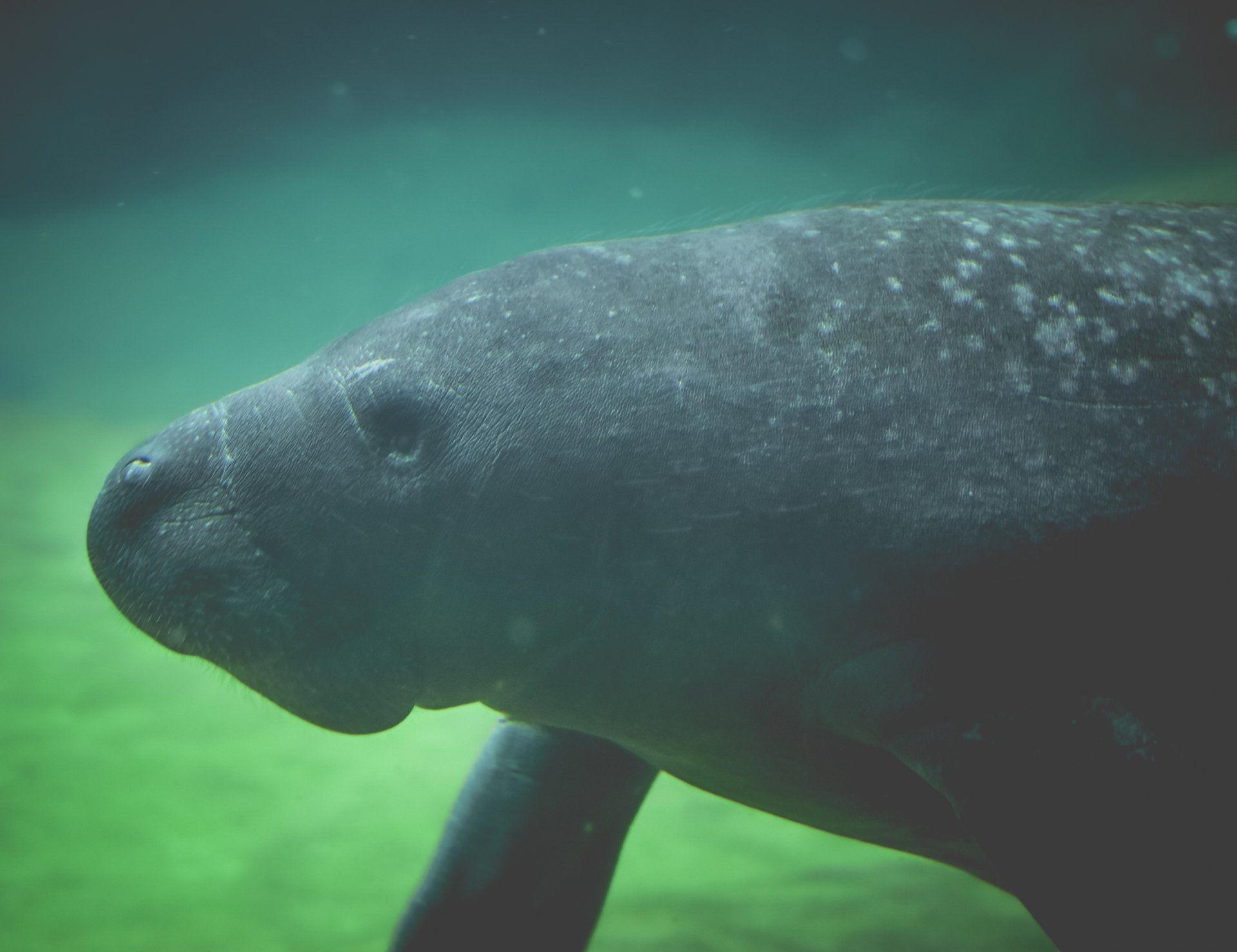 a close up of a manatee swimming in the water