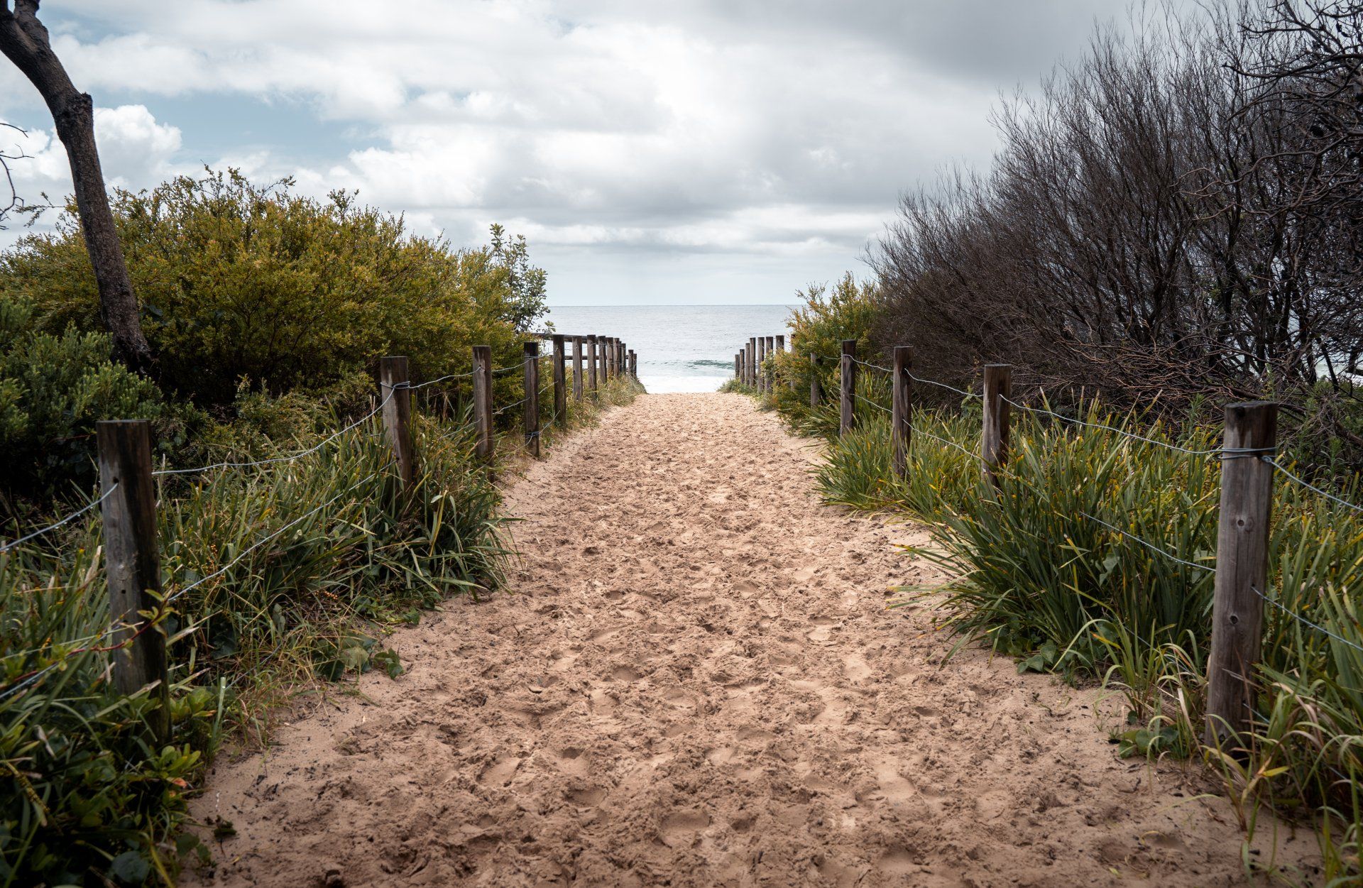 A dirt path leading to the beach with trees on both sides.