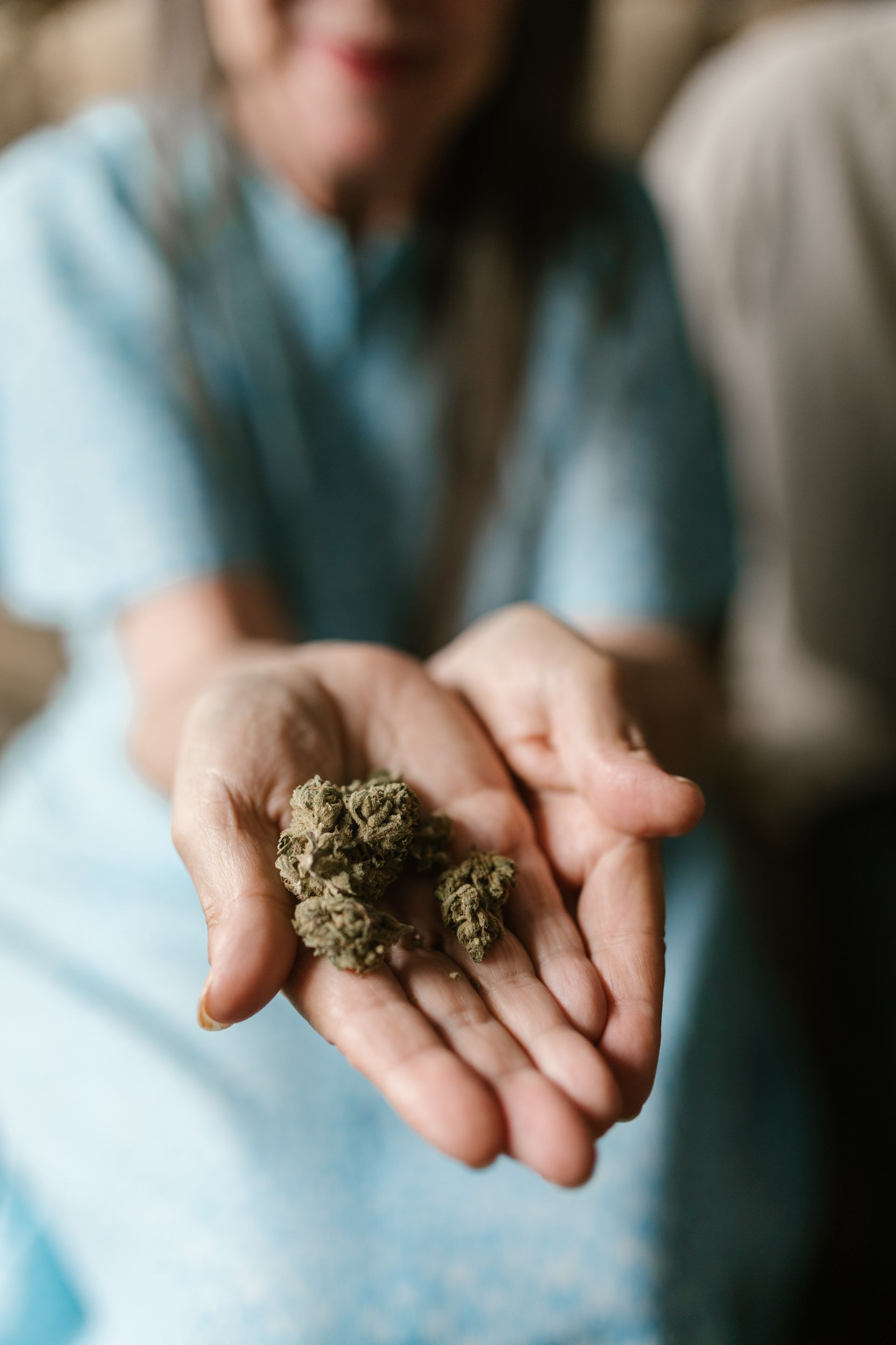 Hands holding nugs of cannabis