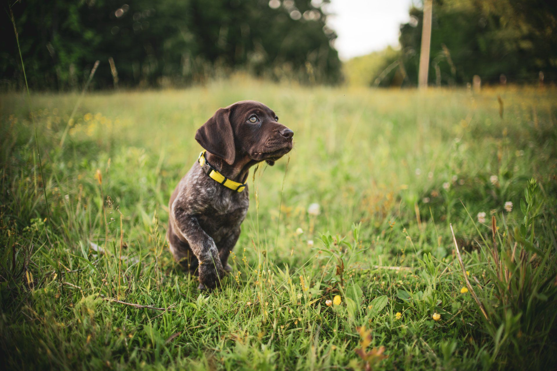 A German Shorthaired Pointer Puppy sitting in a grassy field.