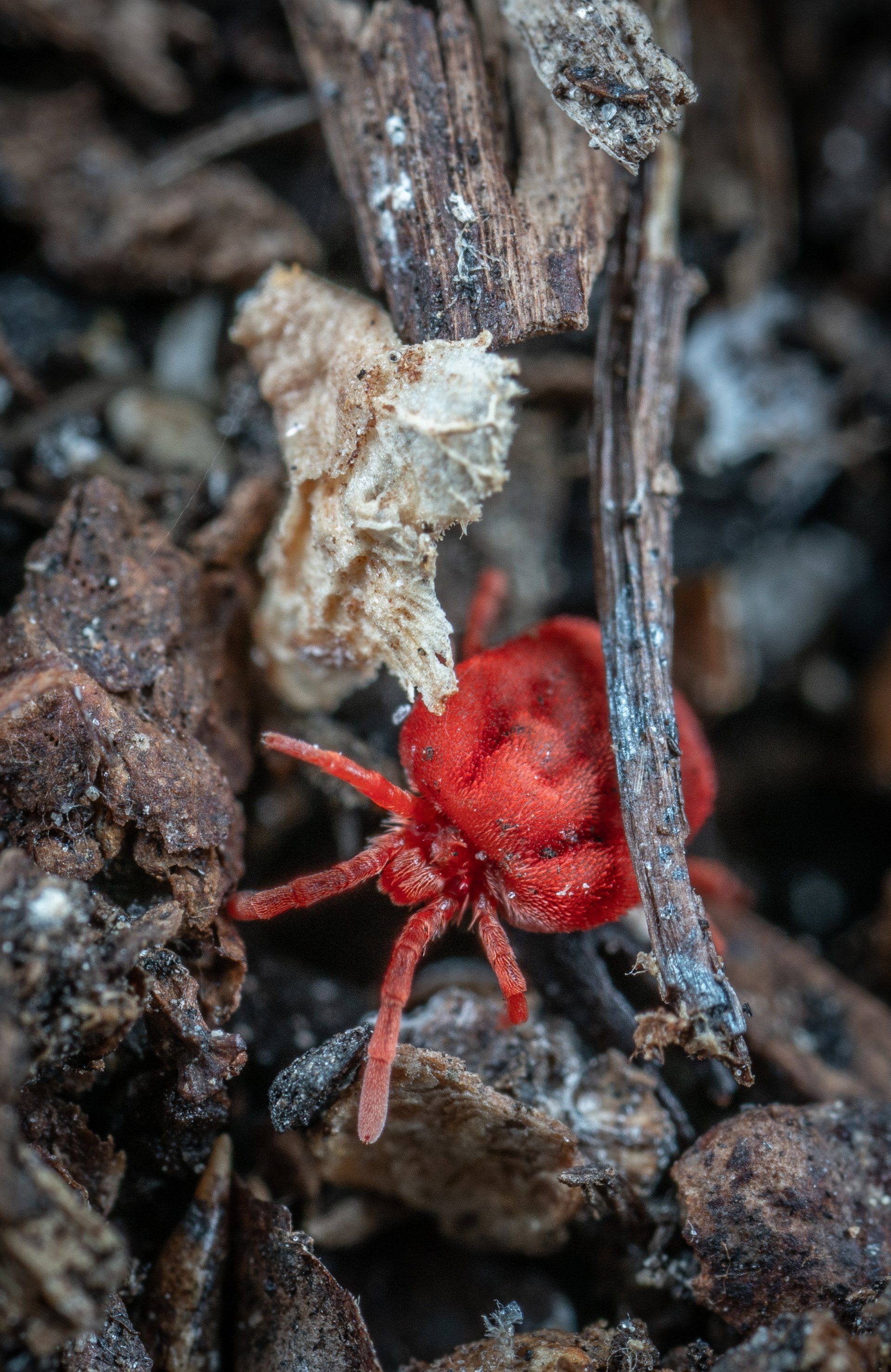 red-spider mite 