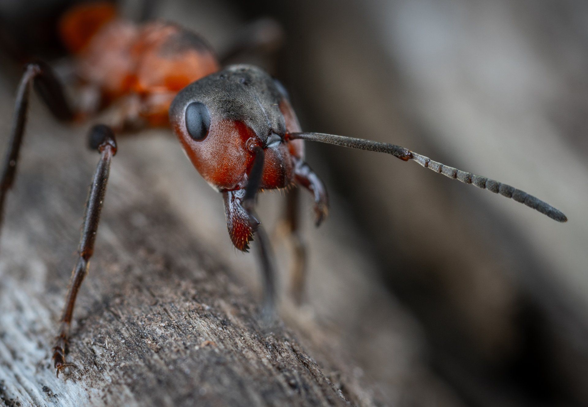 ant crawling on log