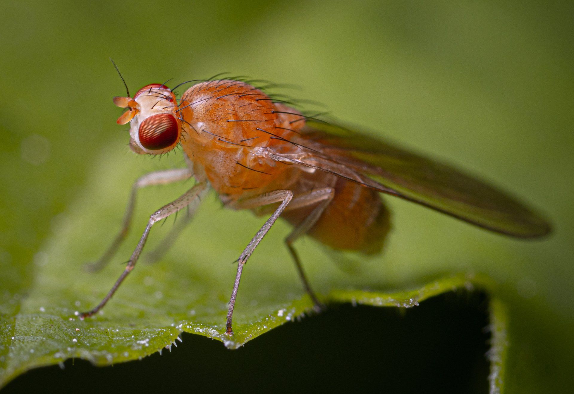 a fruit fly