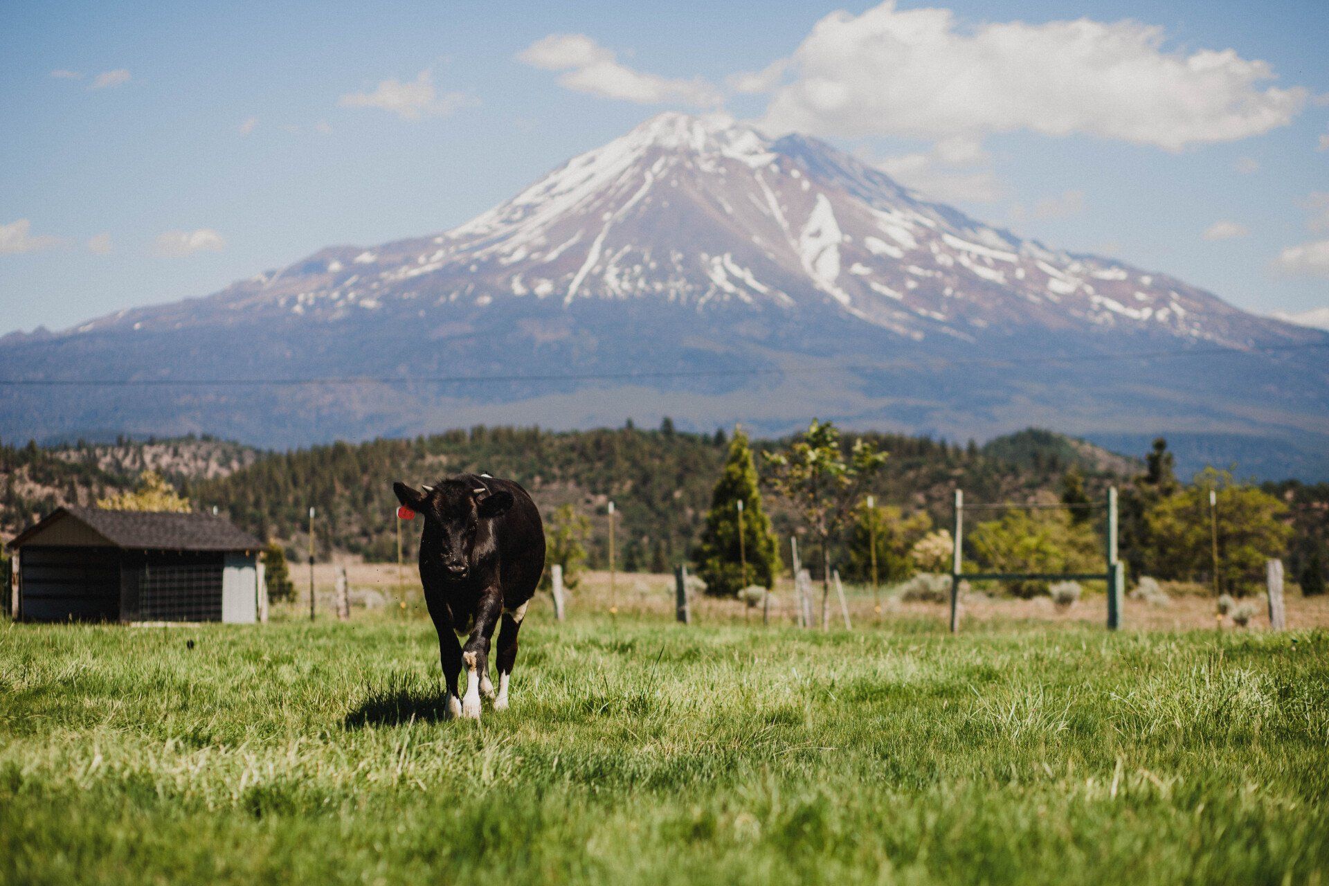 A cow is standing in a grassy field with a mountain in the background.