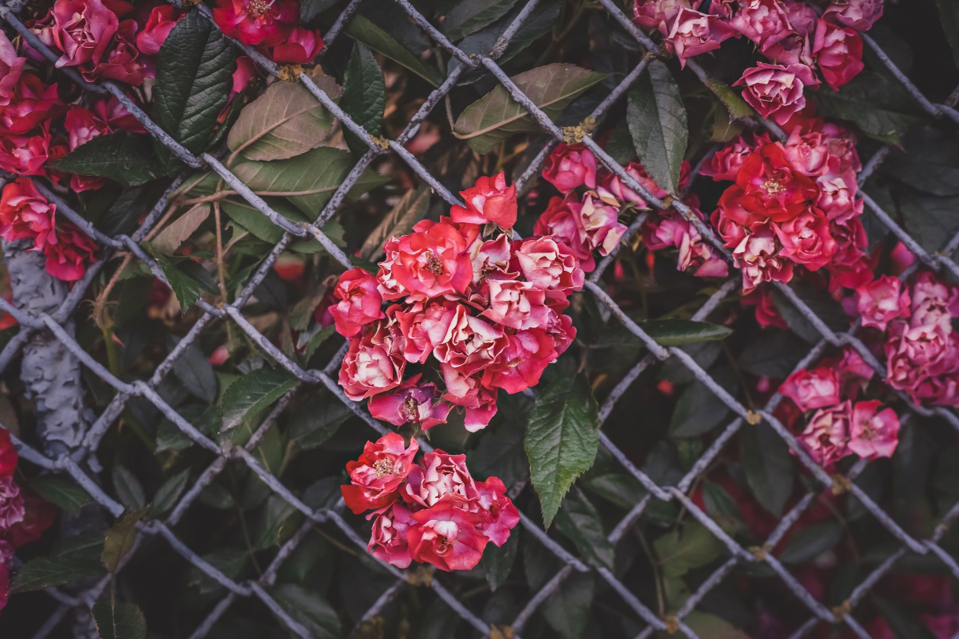 Chainlink fence Reading