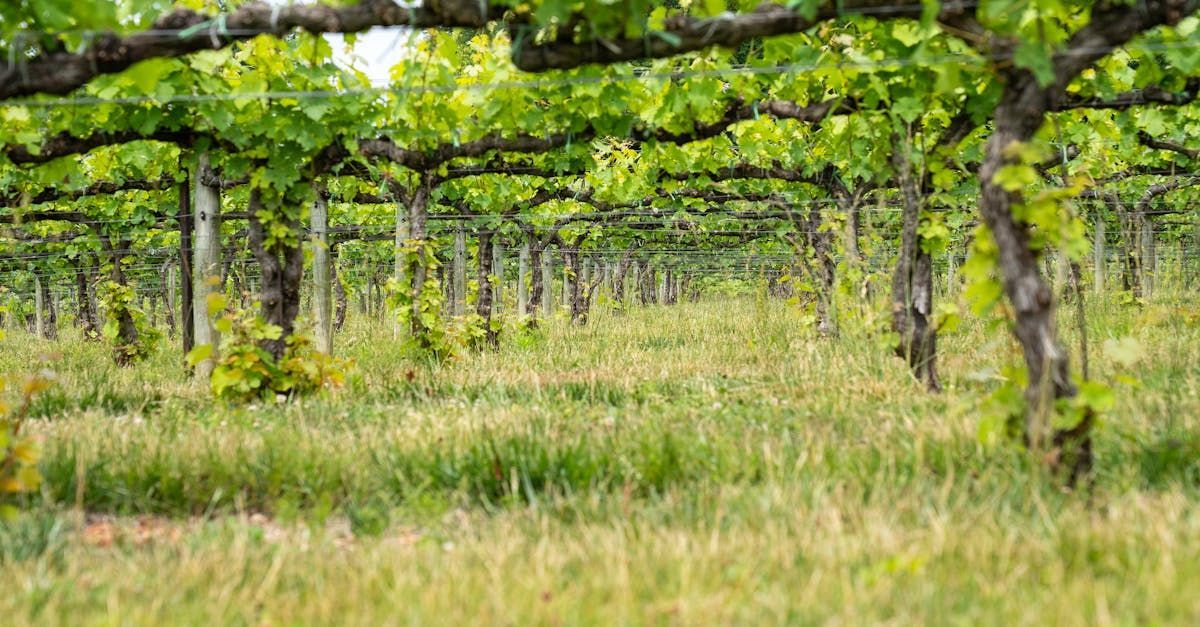 Un vignoble rempli de beaucoup d'arbres et d'herbe.