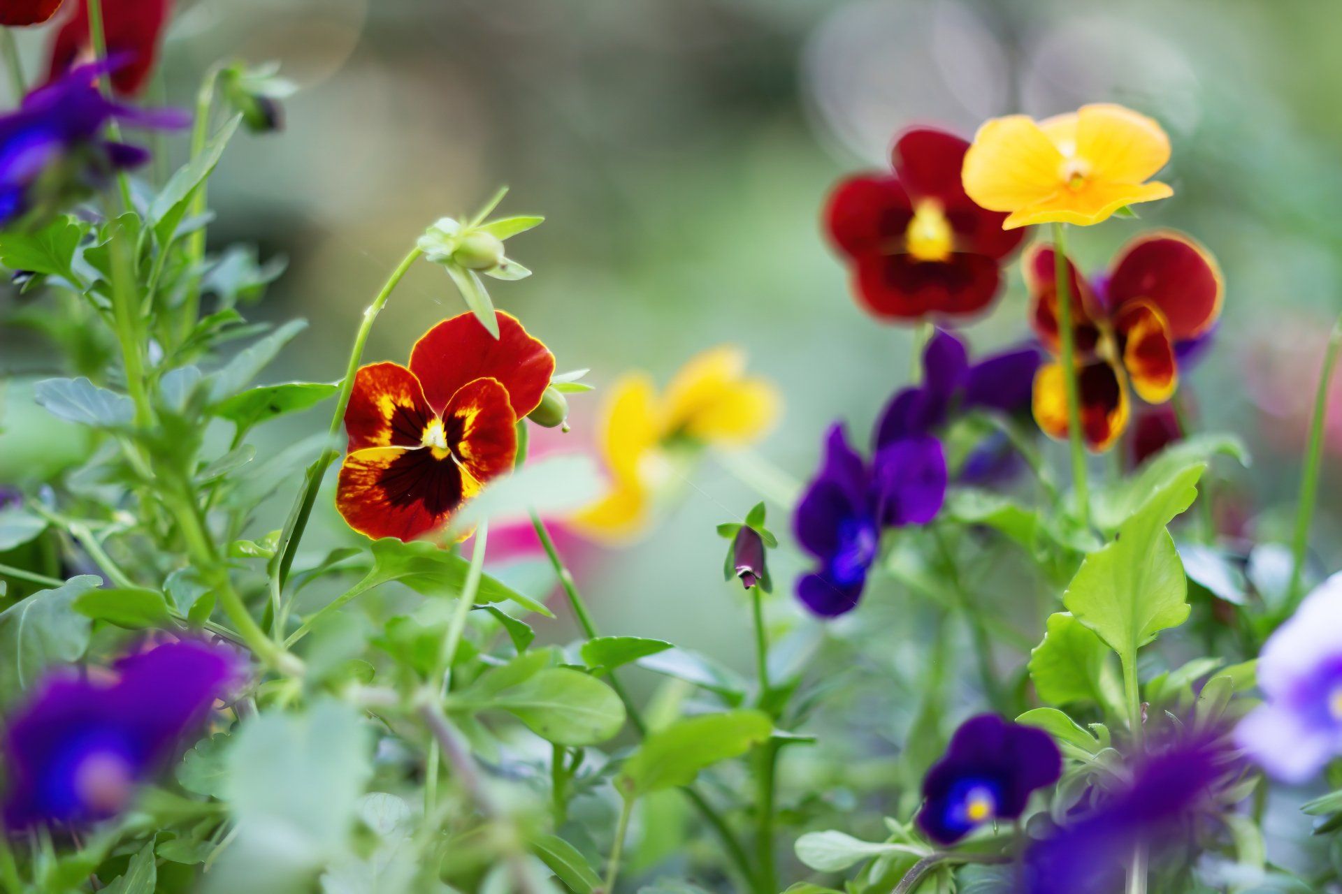 red  purple and yellow pansy flowers