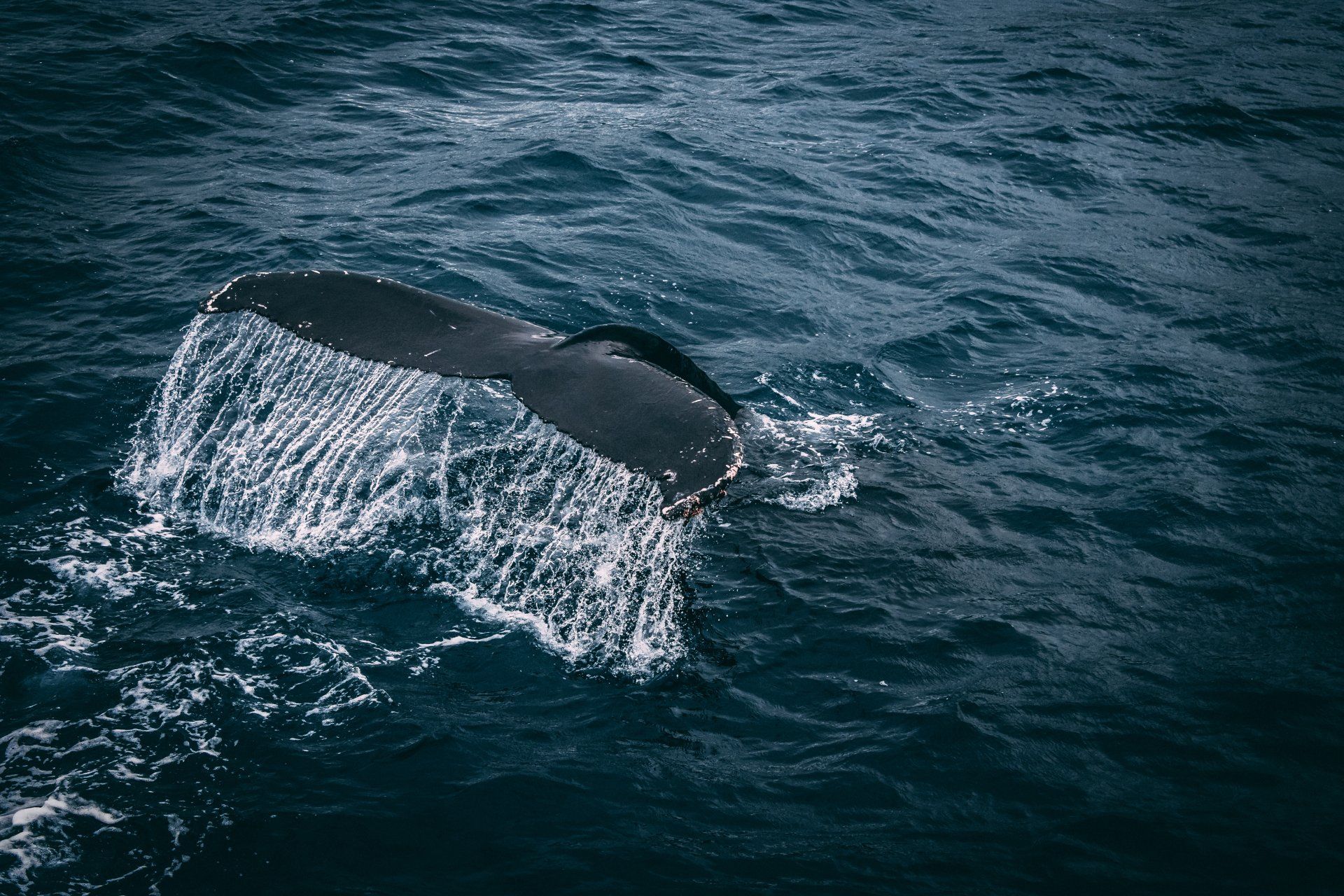 The tail of a humpback whale is splashing in the ocean.