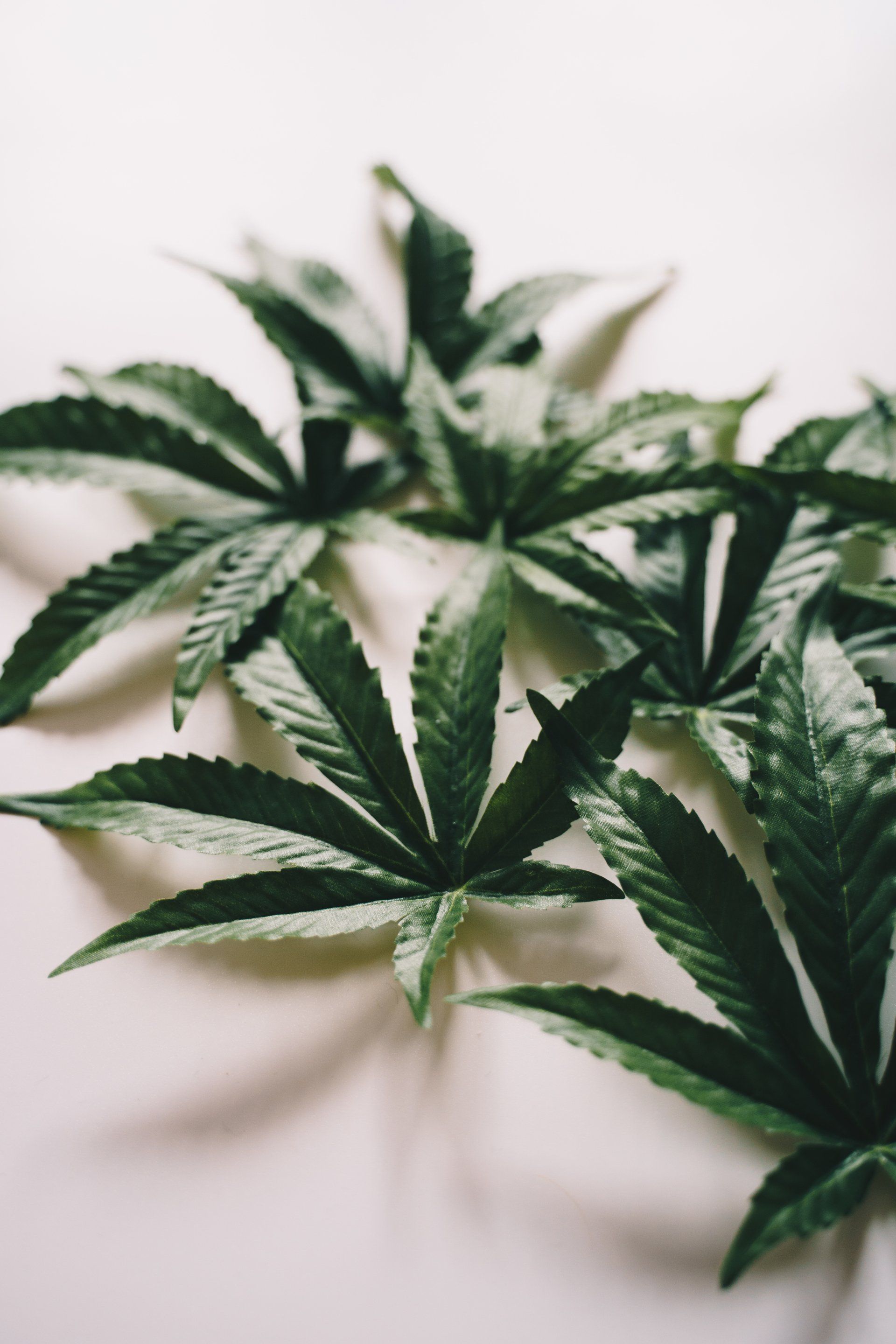 Cannabis leaves