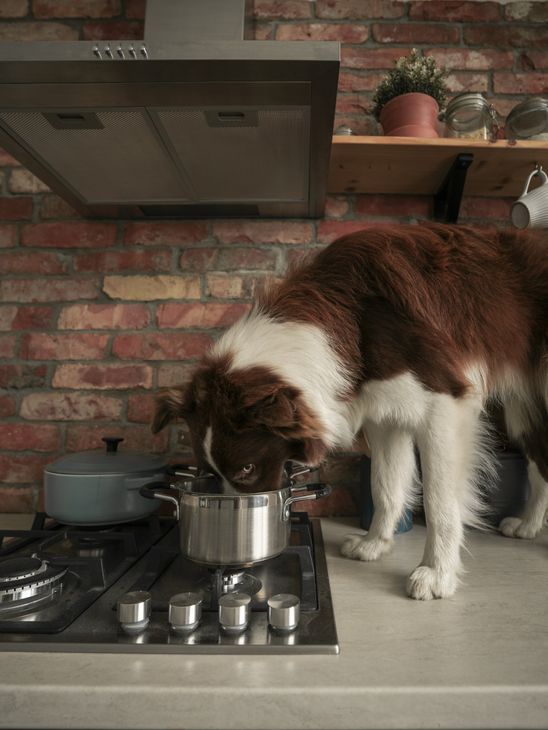 A brown and white dog is sniffing a pot on a stove.