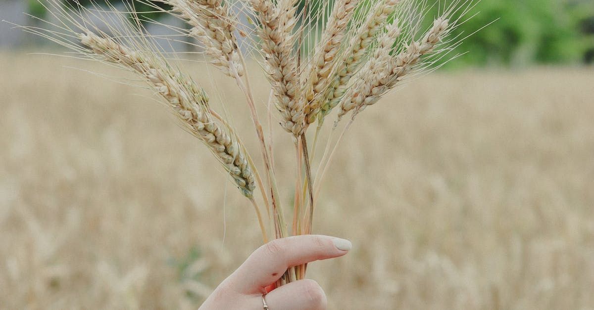 A person is holding a bunch of wheat ears in their hand in a field.