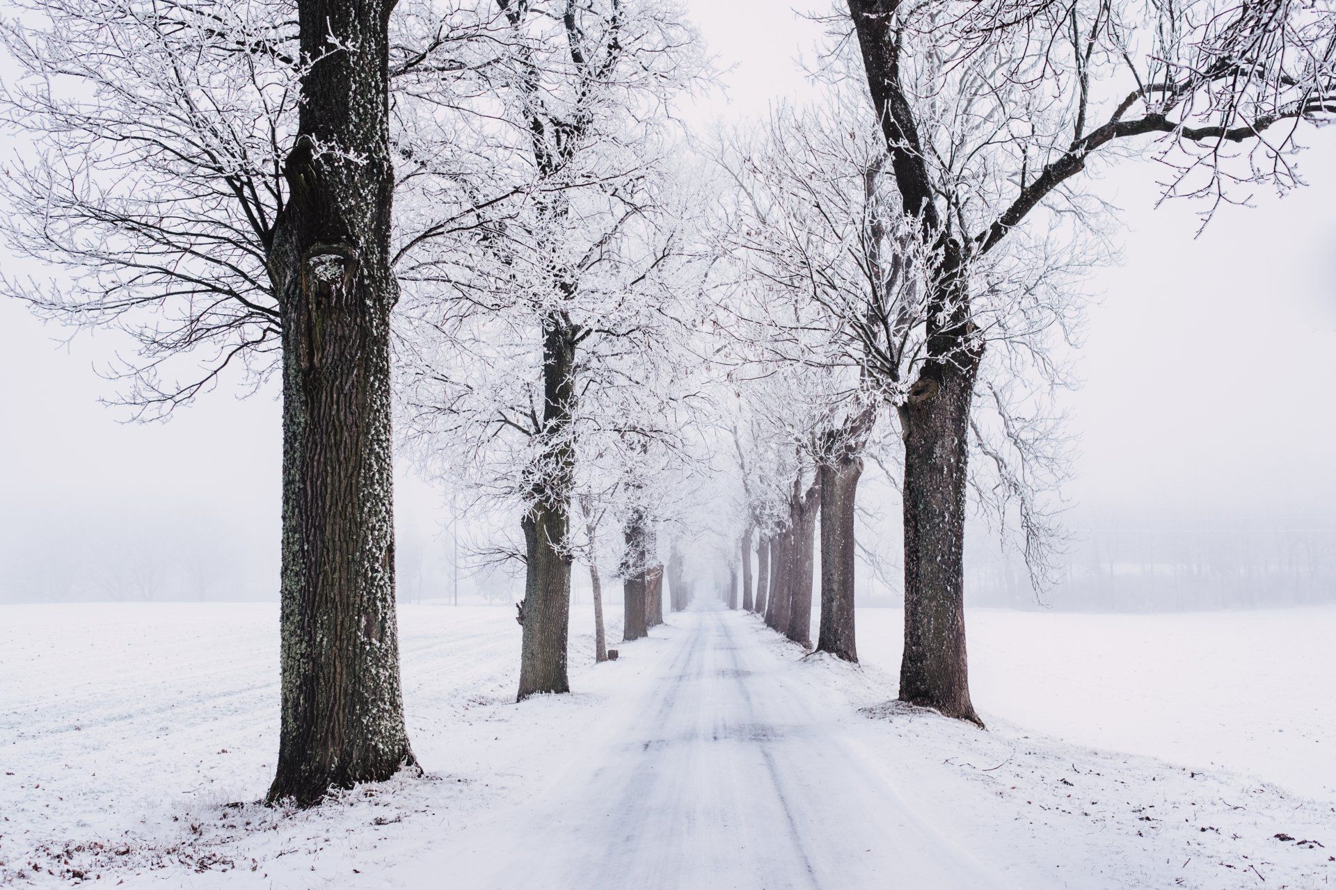 Frozen trees