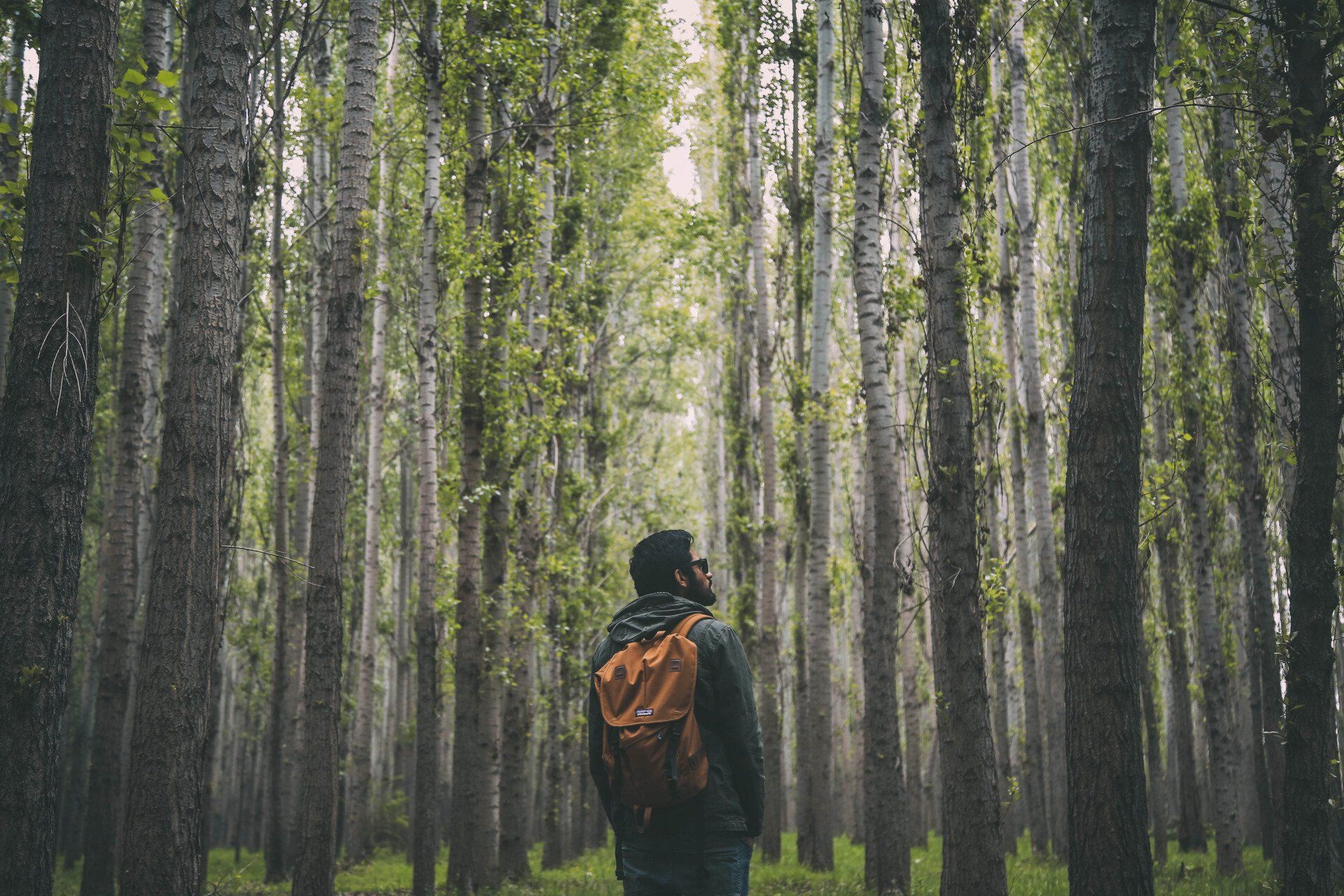 A man with a backpack is walking through a forest.