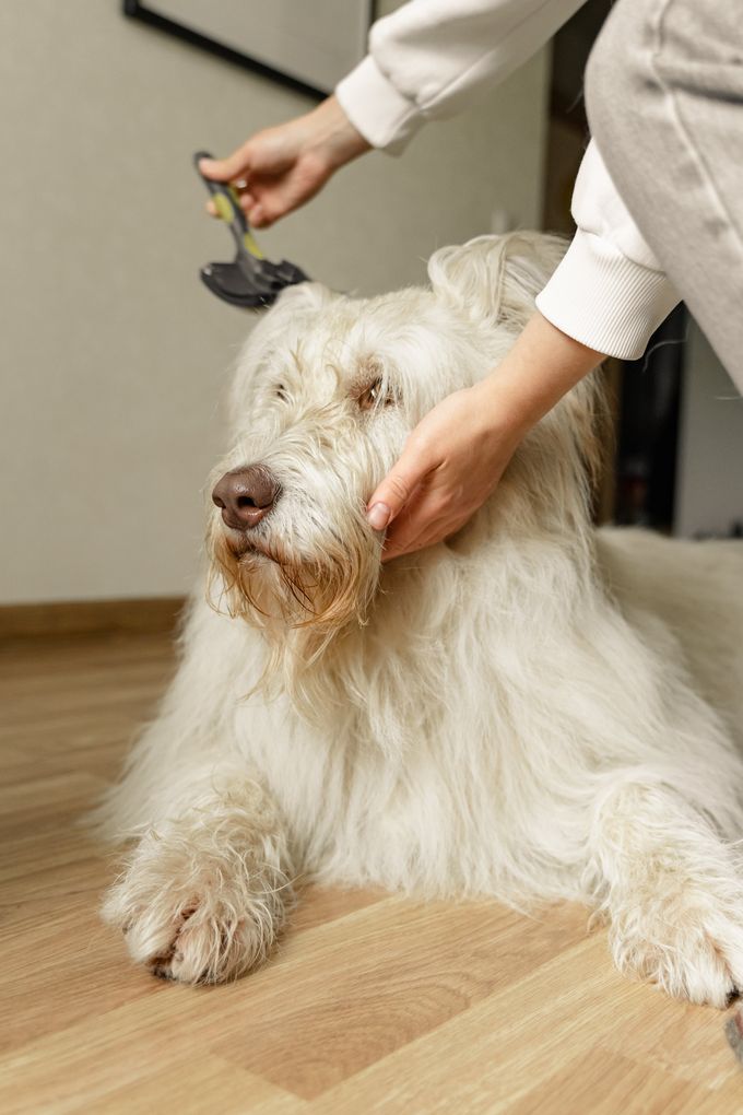 a white dog is being brushed by a person