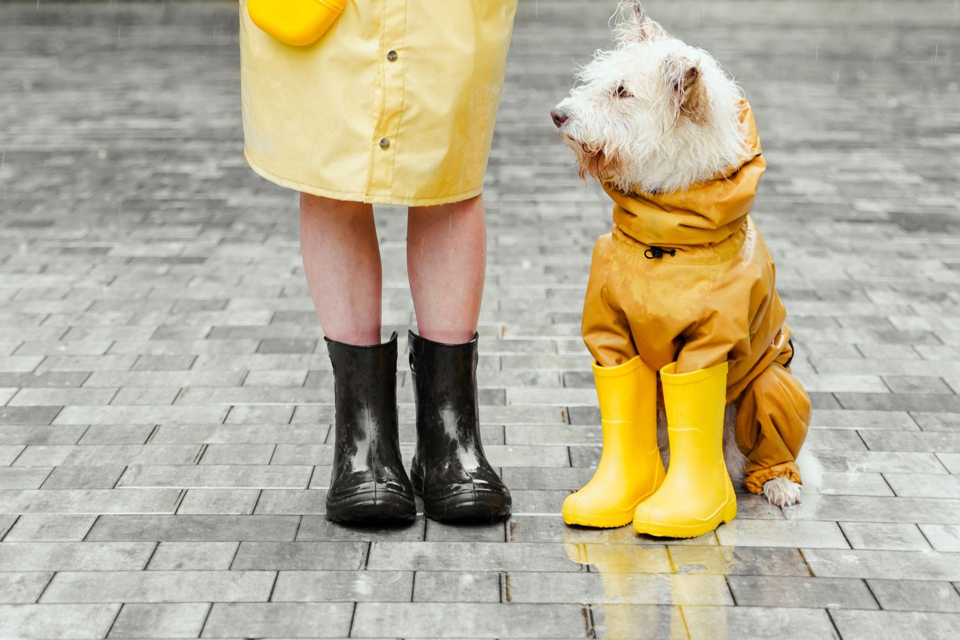 Lady and dog in wellington boots 